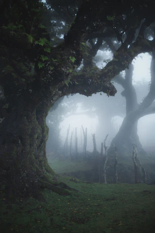 A large tree in the middle of a foggy forest