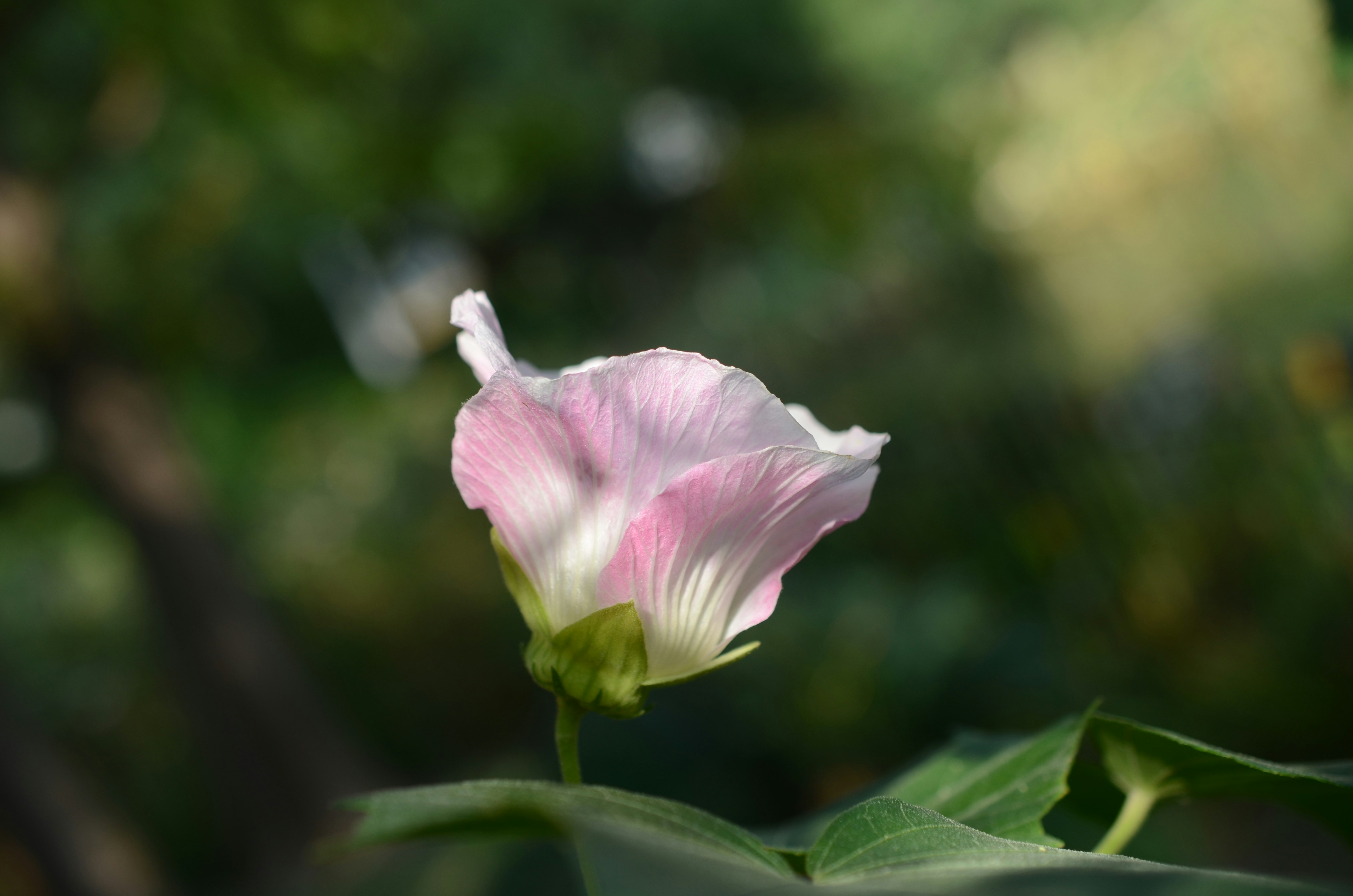 Photo by hanzhengrui