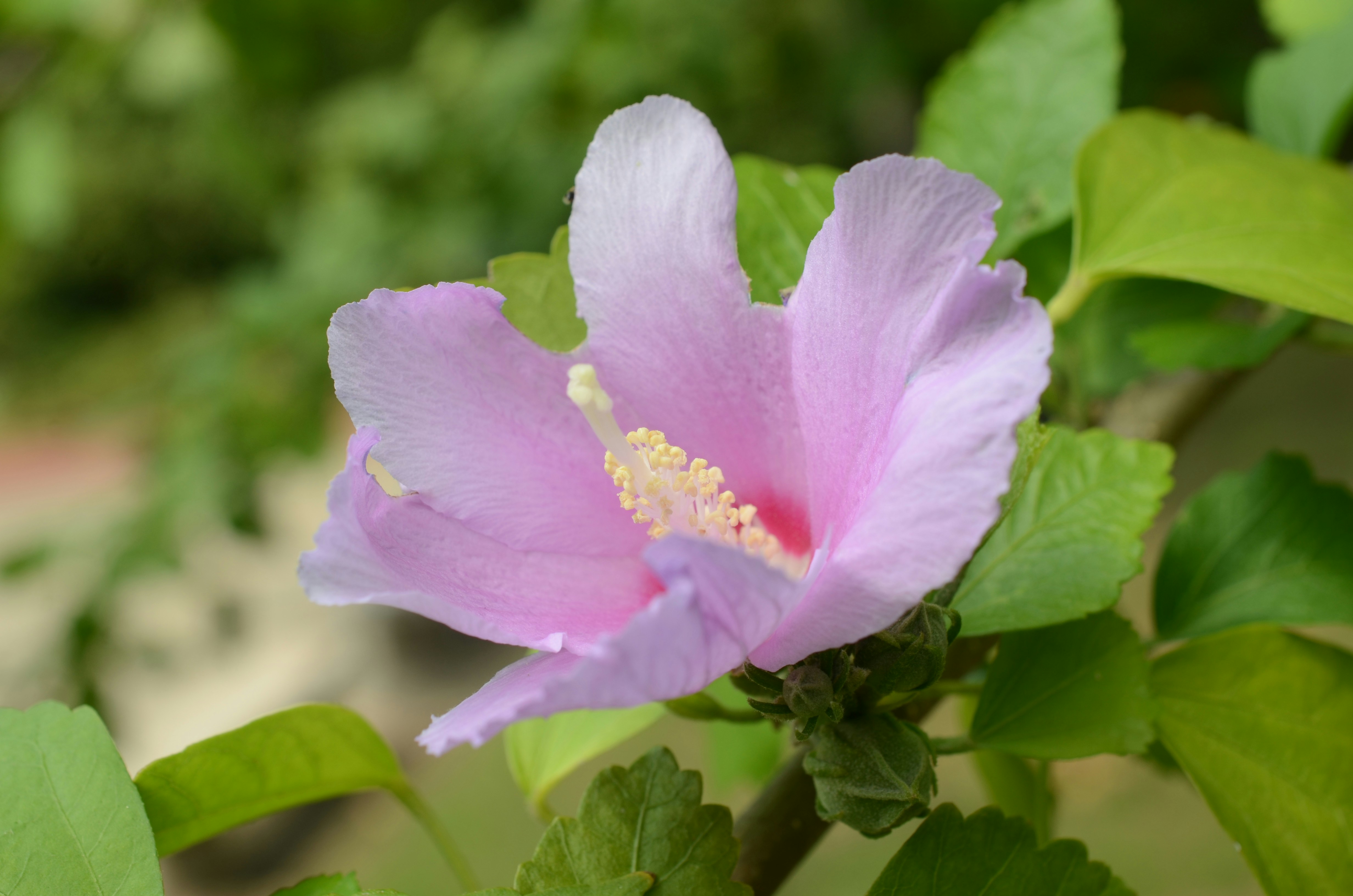 Photo by hanzhengrui