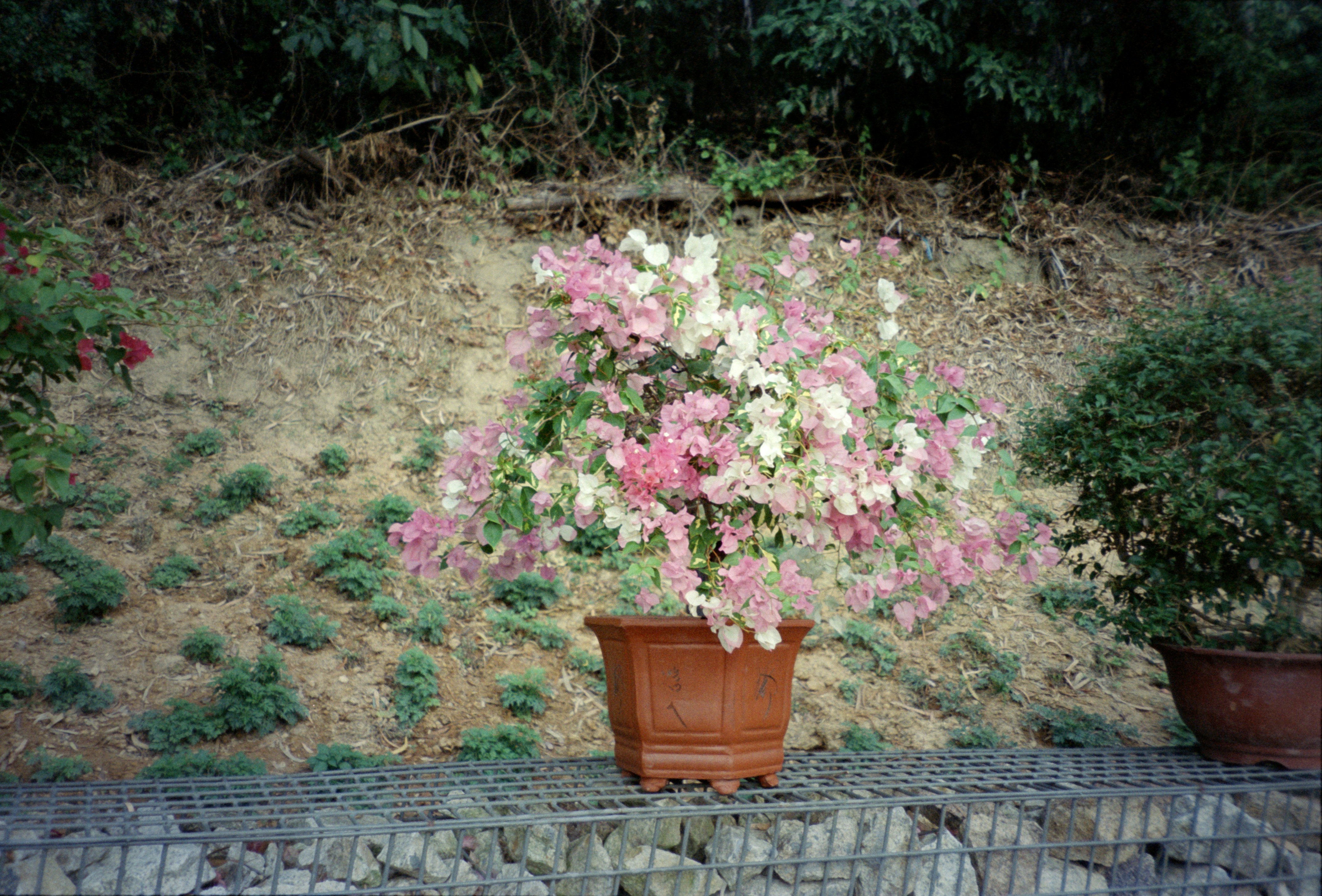 Flowerpot