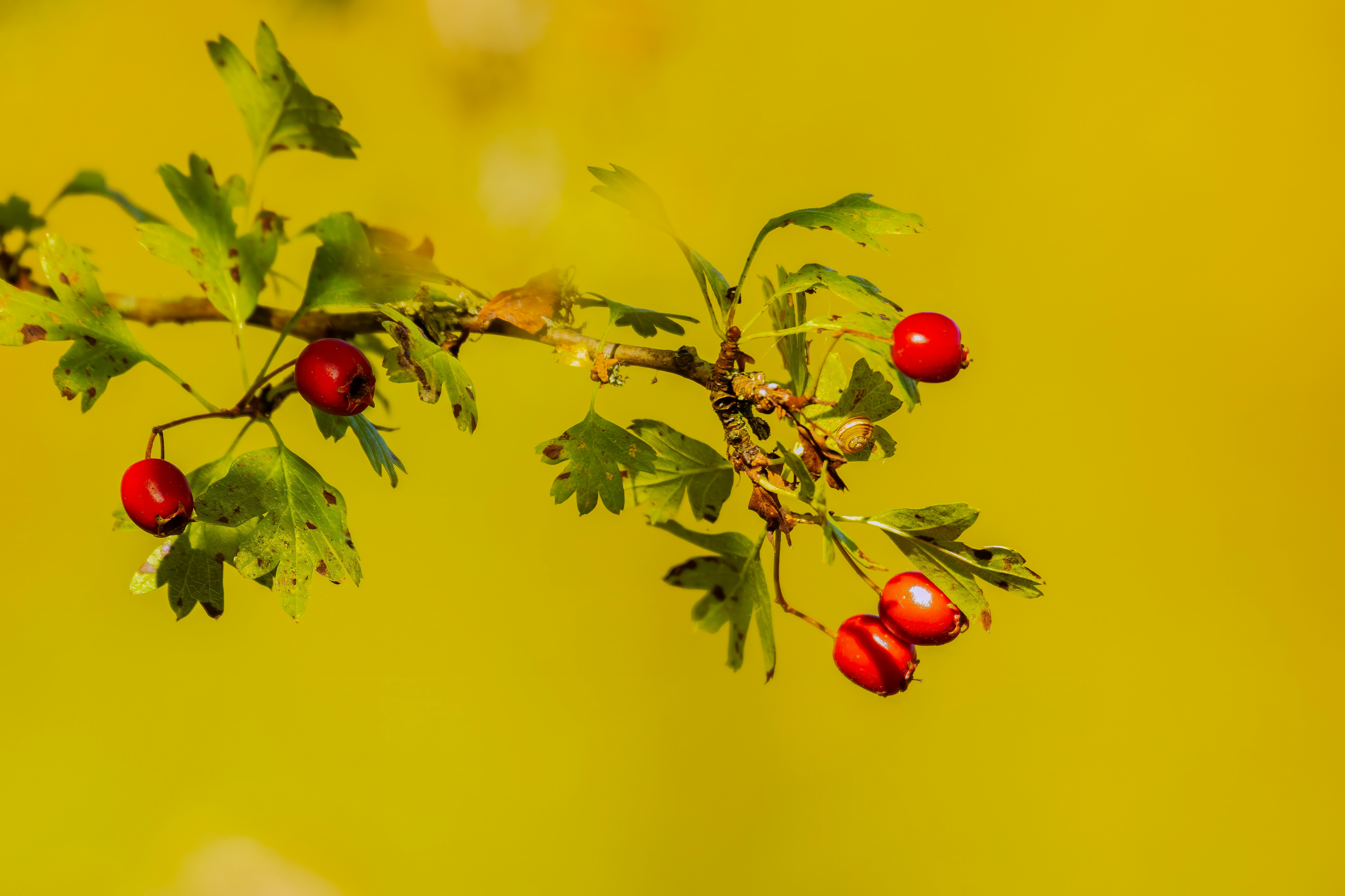 Os benefícios do cranberry para a saúde do trato urinário