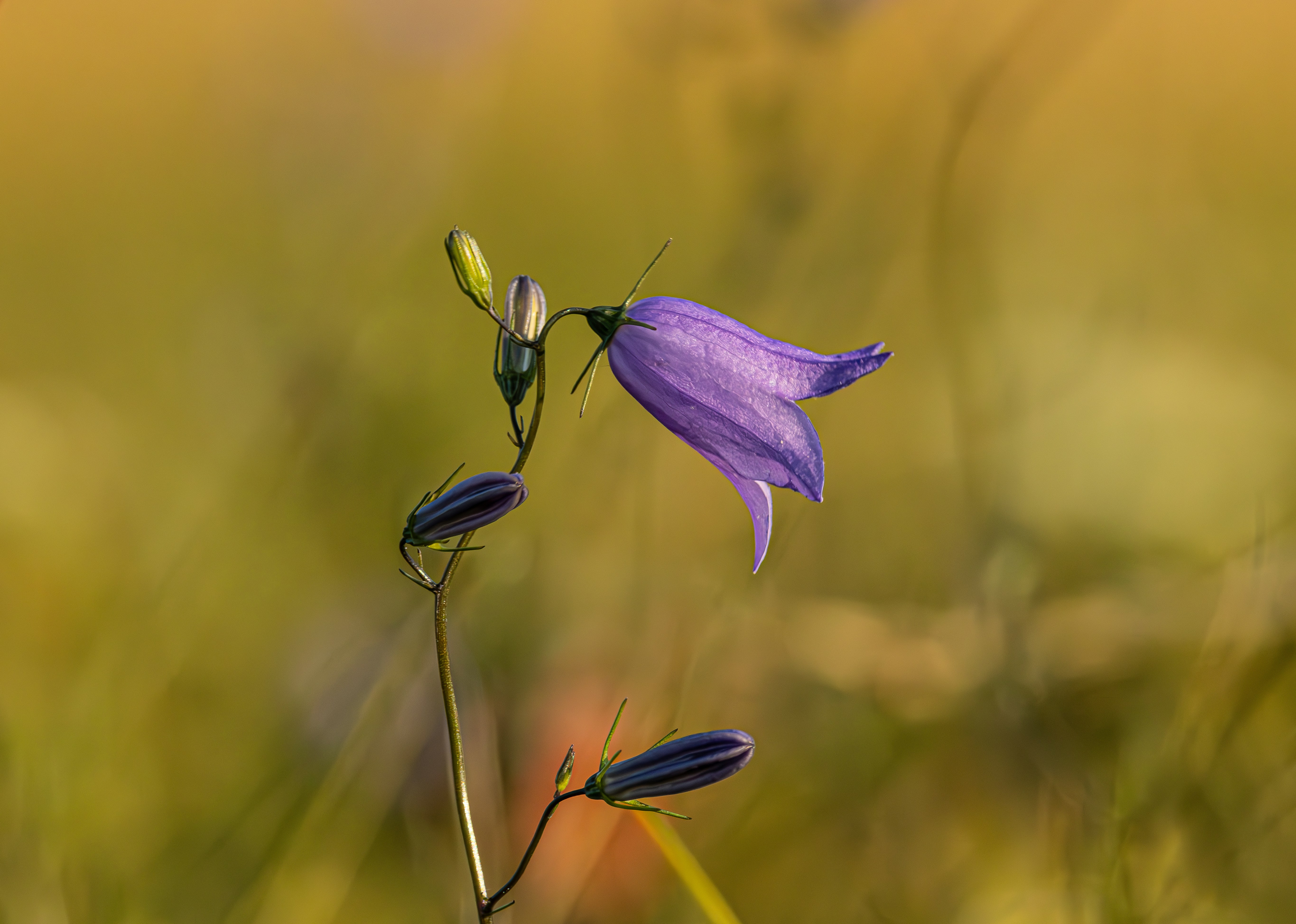 Photo by gueb