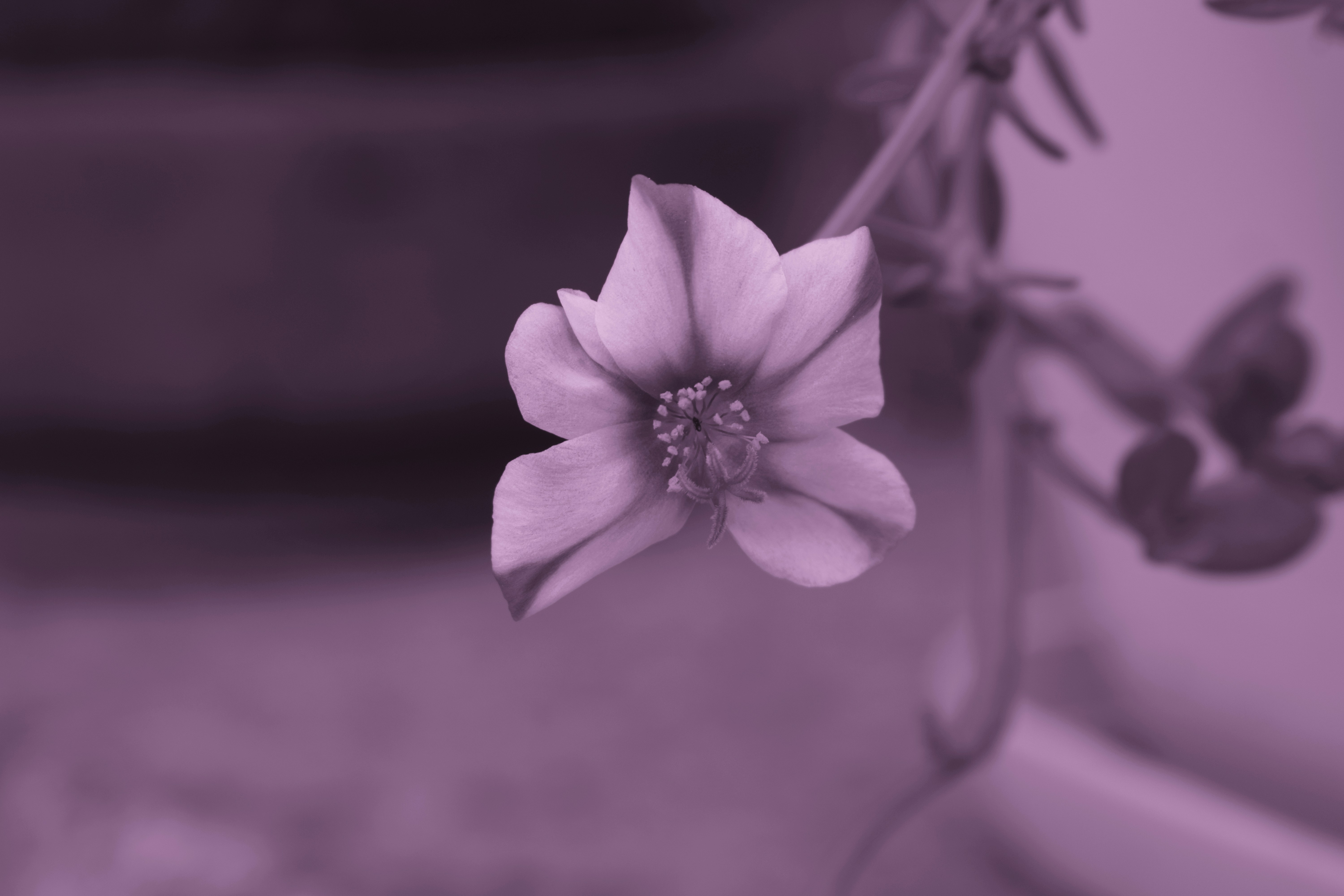 A pink flower in a vase on a table