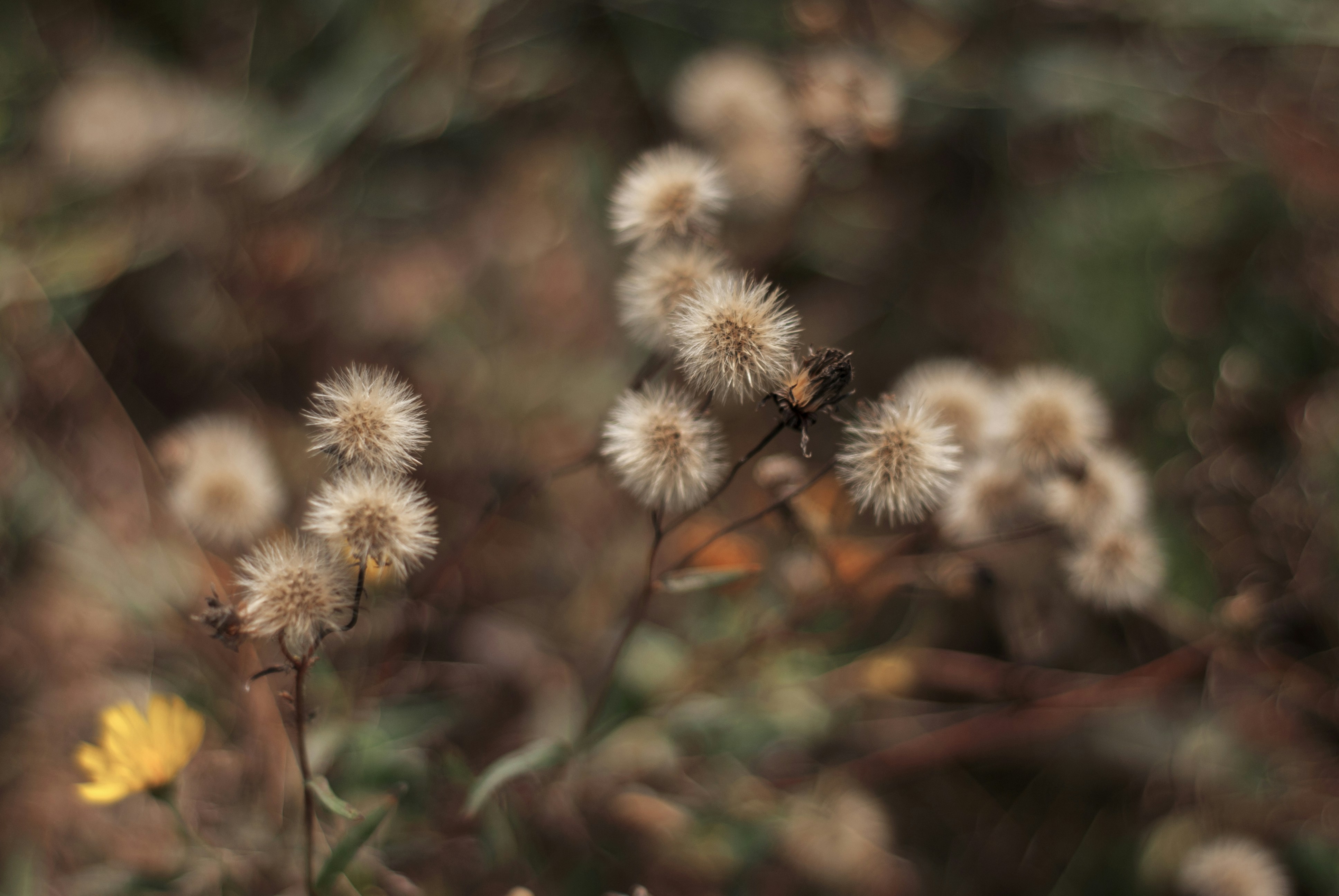 Photo by kovalskihelga