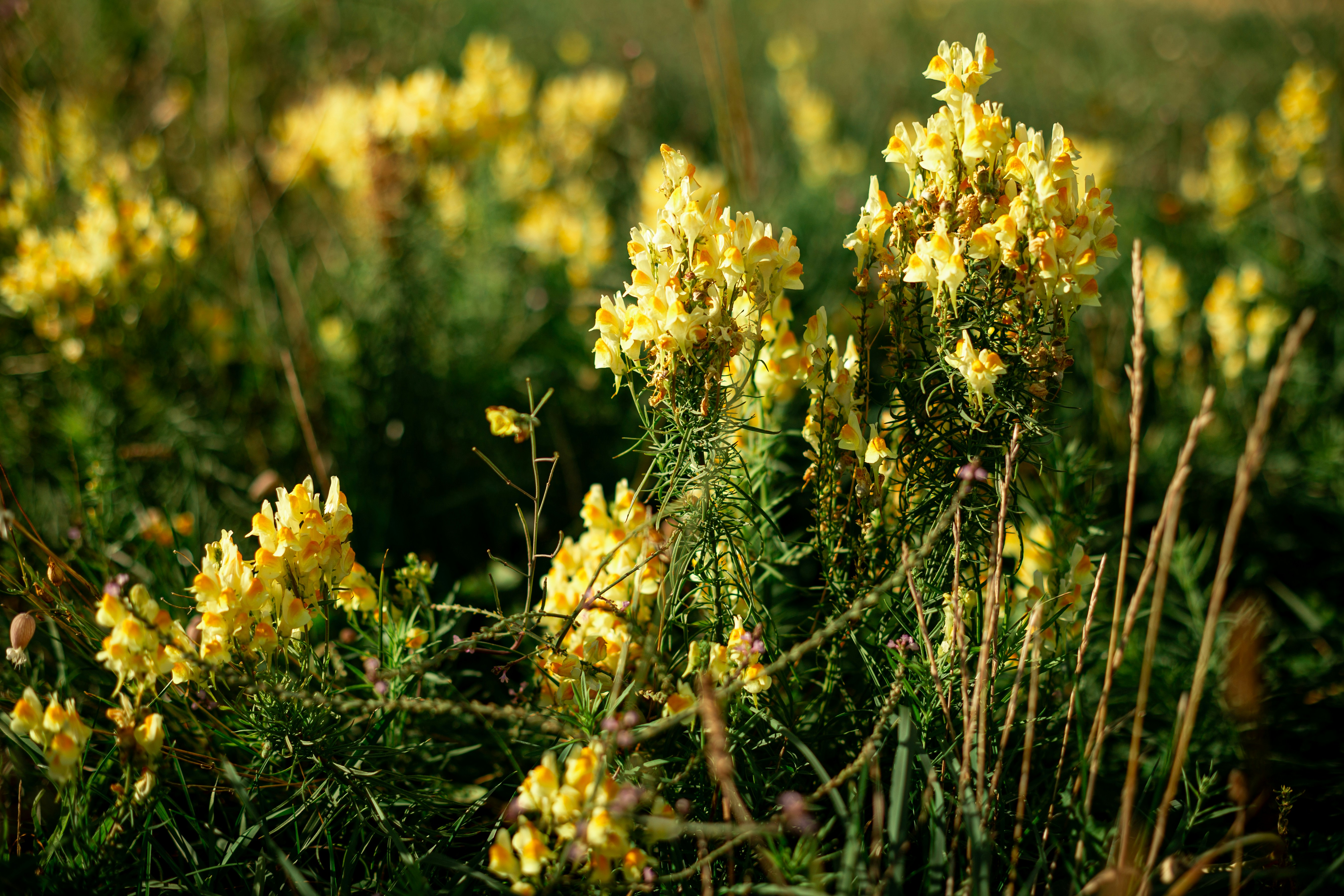 A bunch of yellow flowers that are in the grass