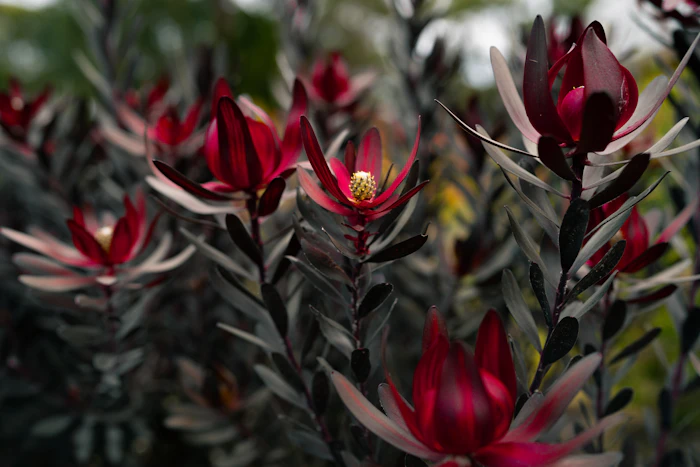 florist durban - red leucadendron bouquet