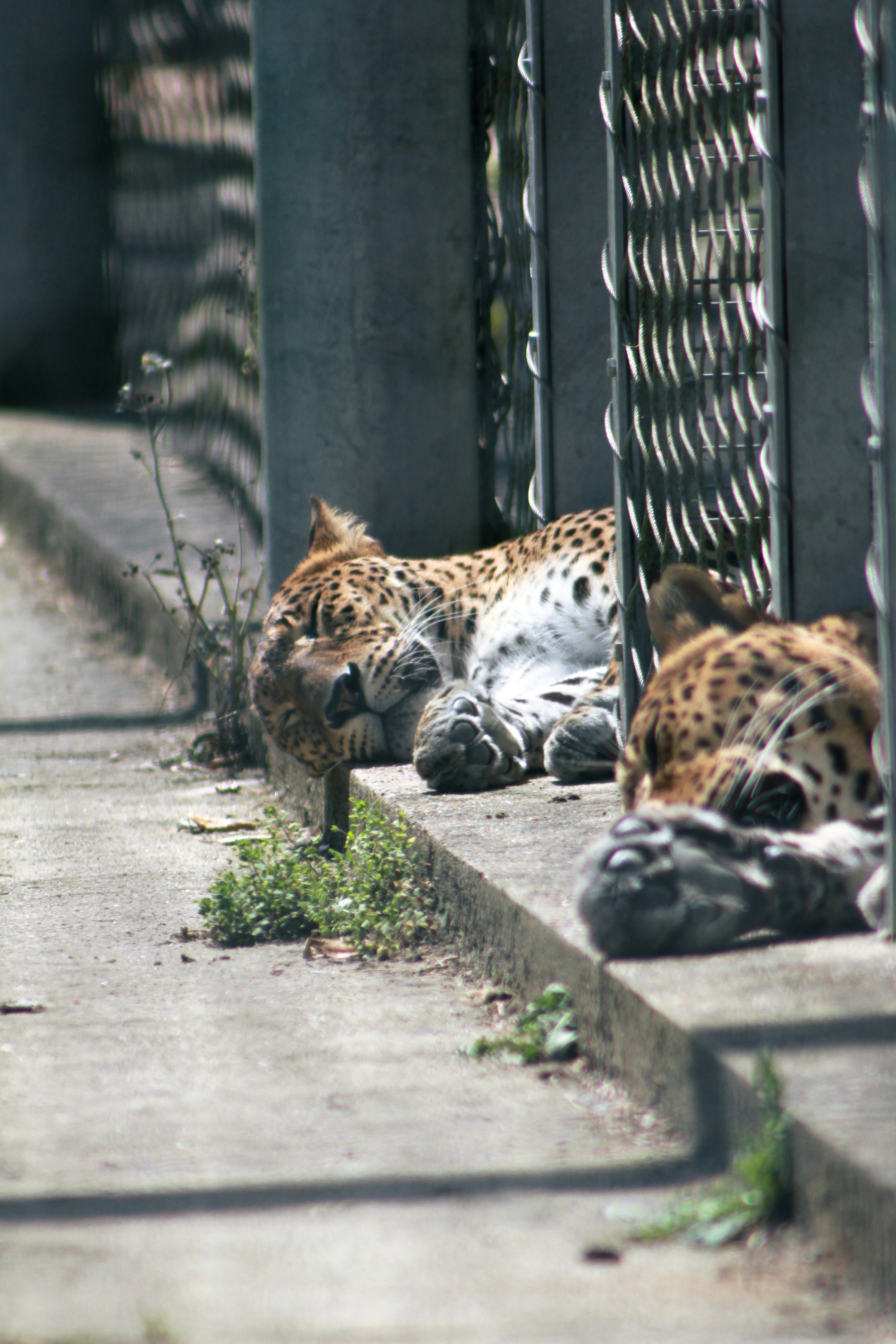 A couple of animals that are laying down