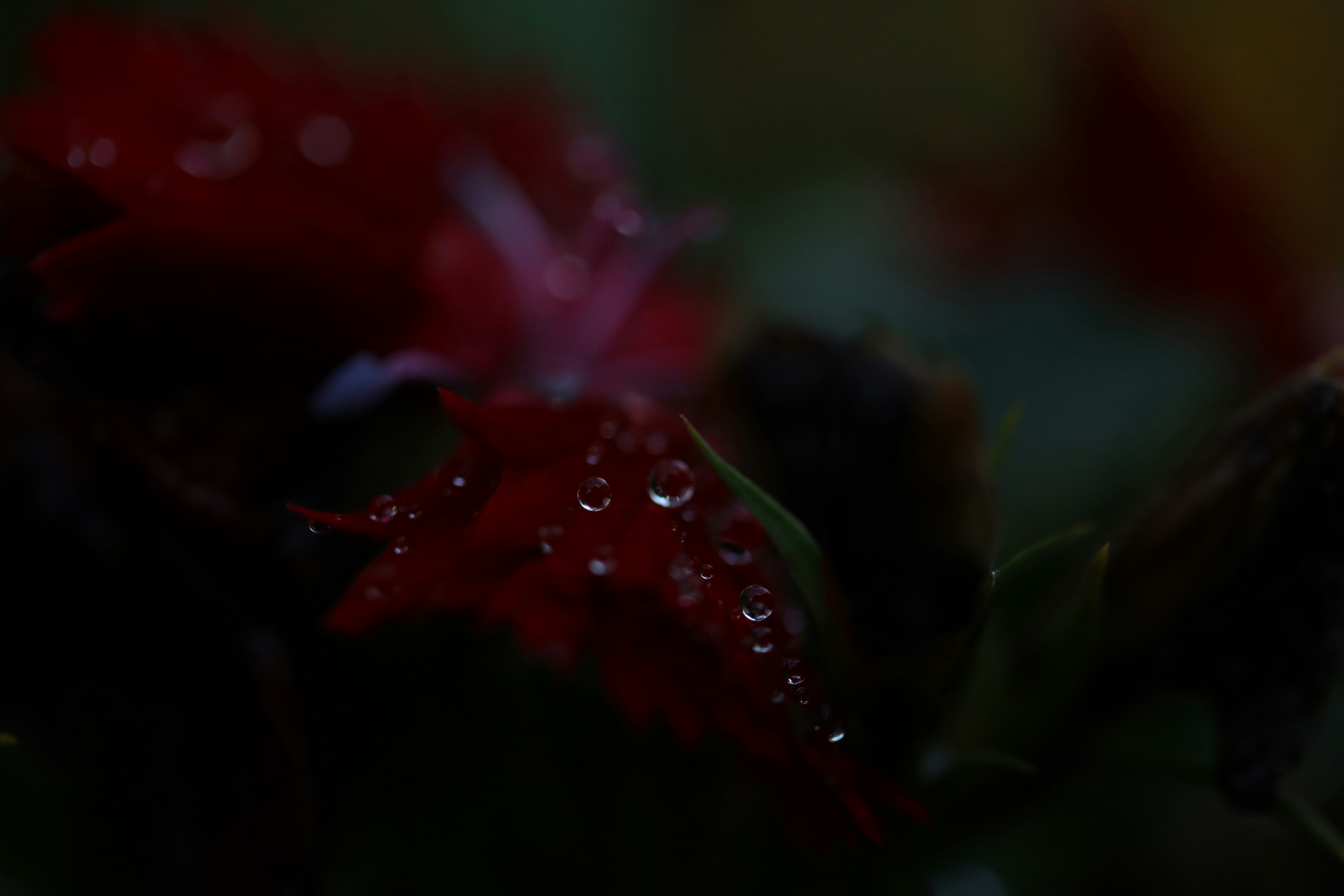 Photo by lisakvictor