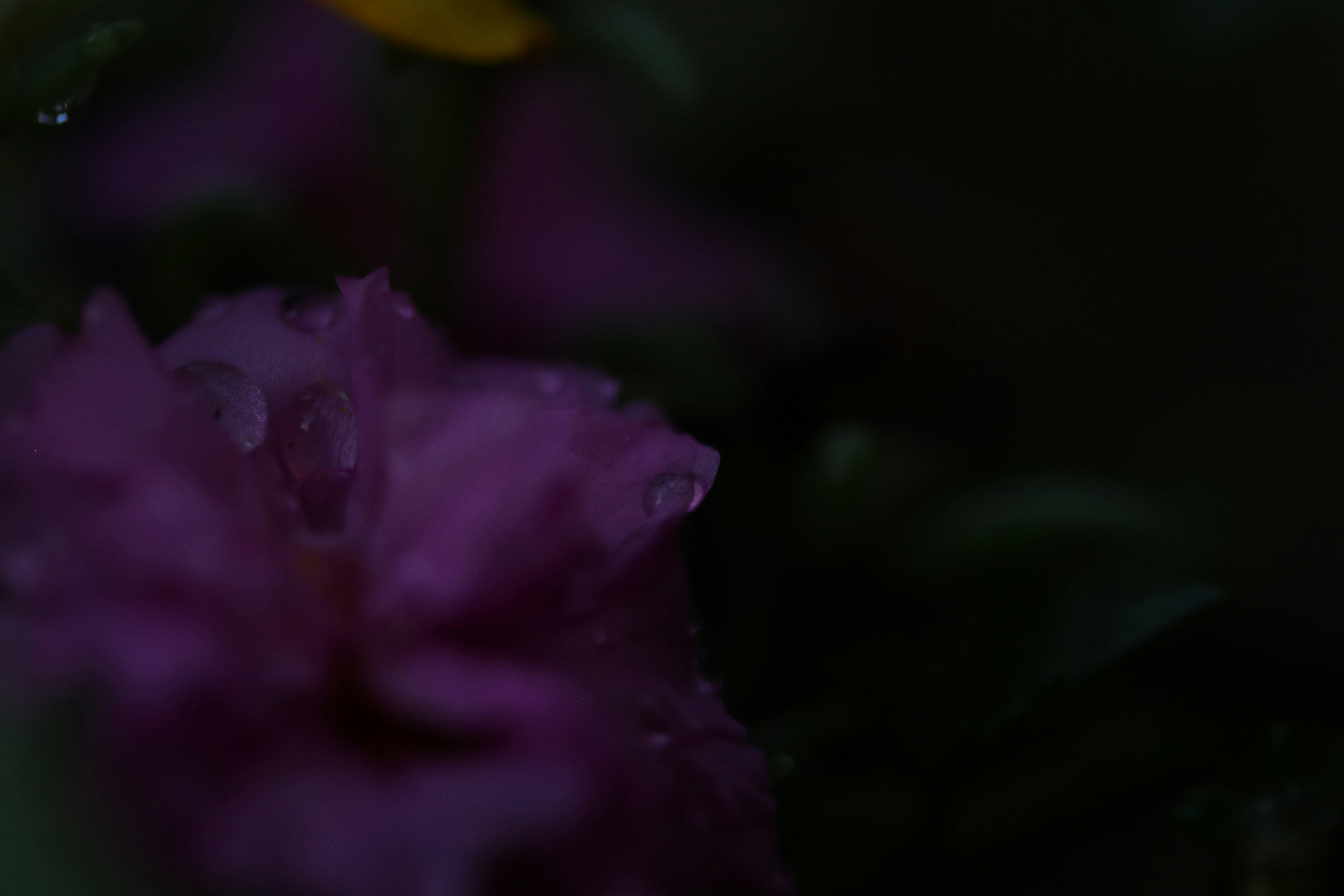 Photo by lisakvictor