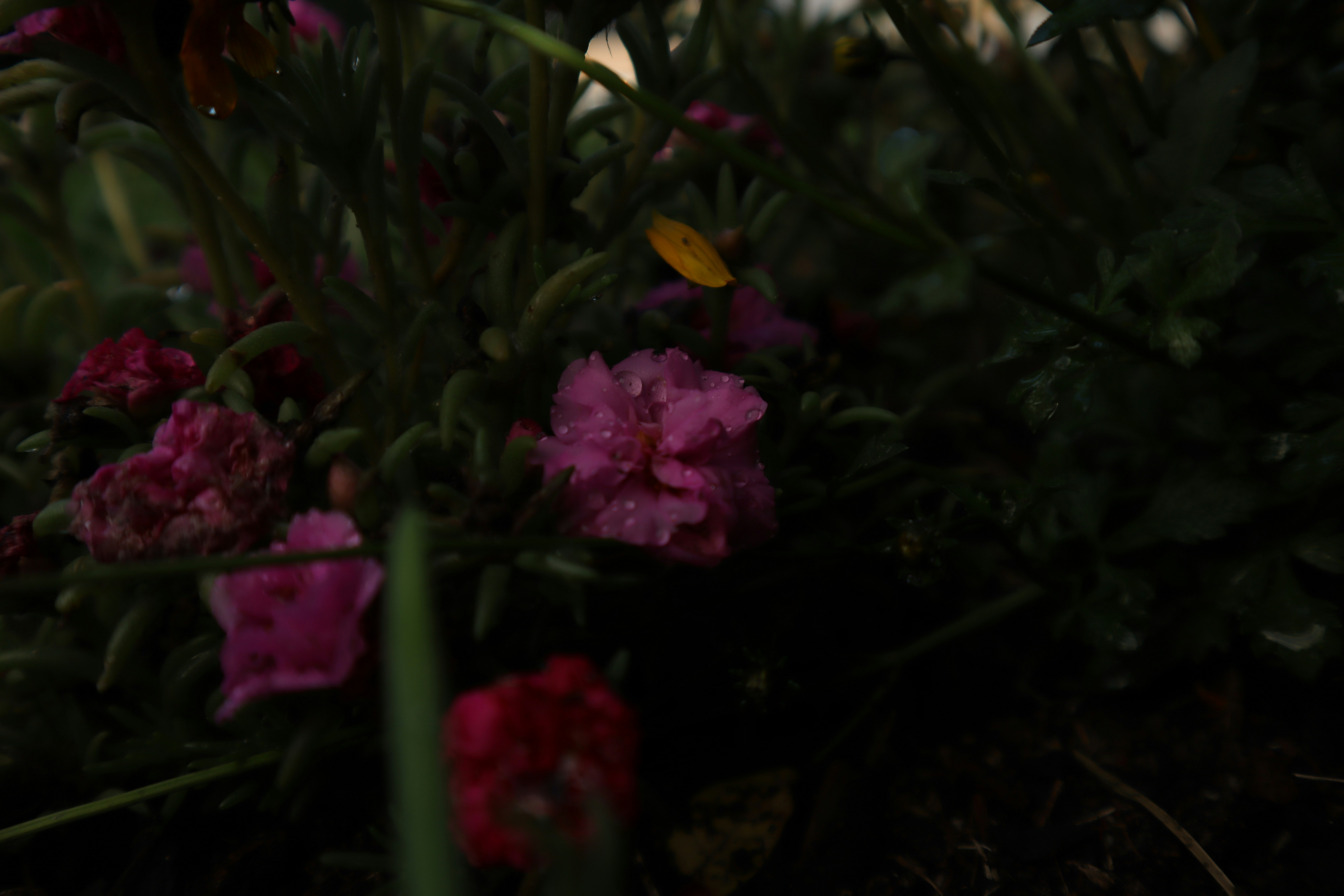 Photo by lisakvictor