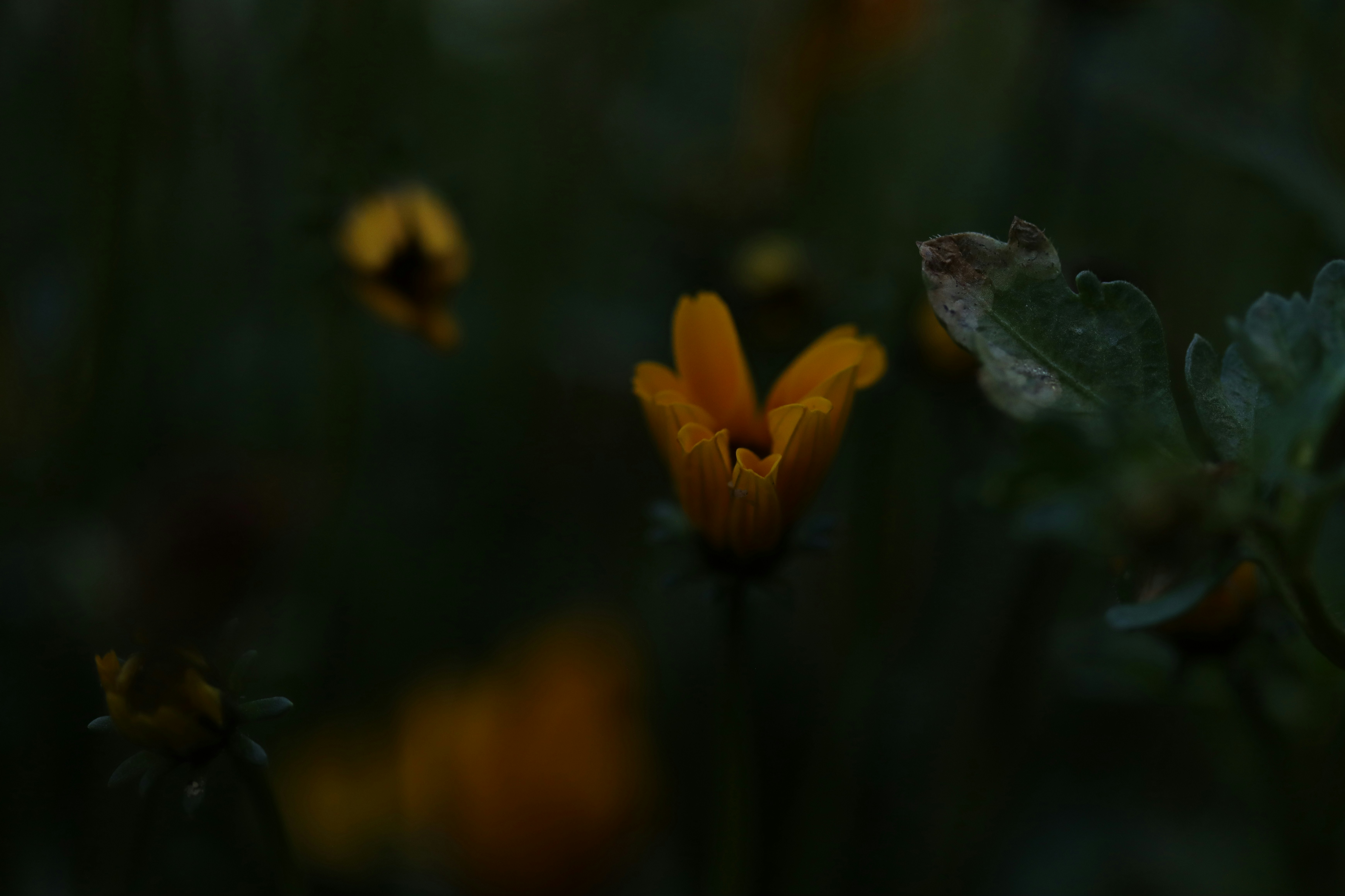 Photo by lisakvictor