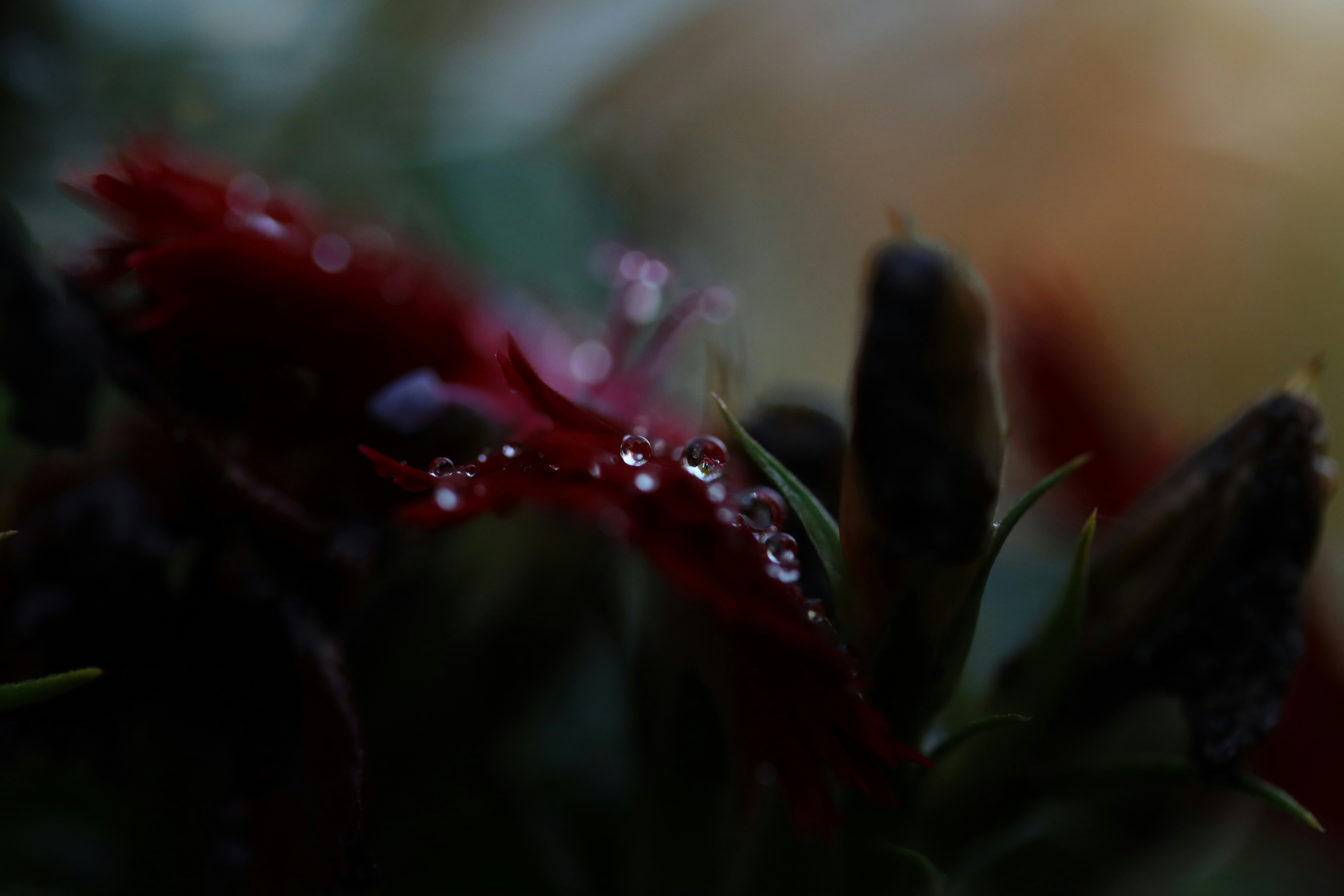 Photo by lisakvictor