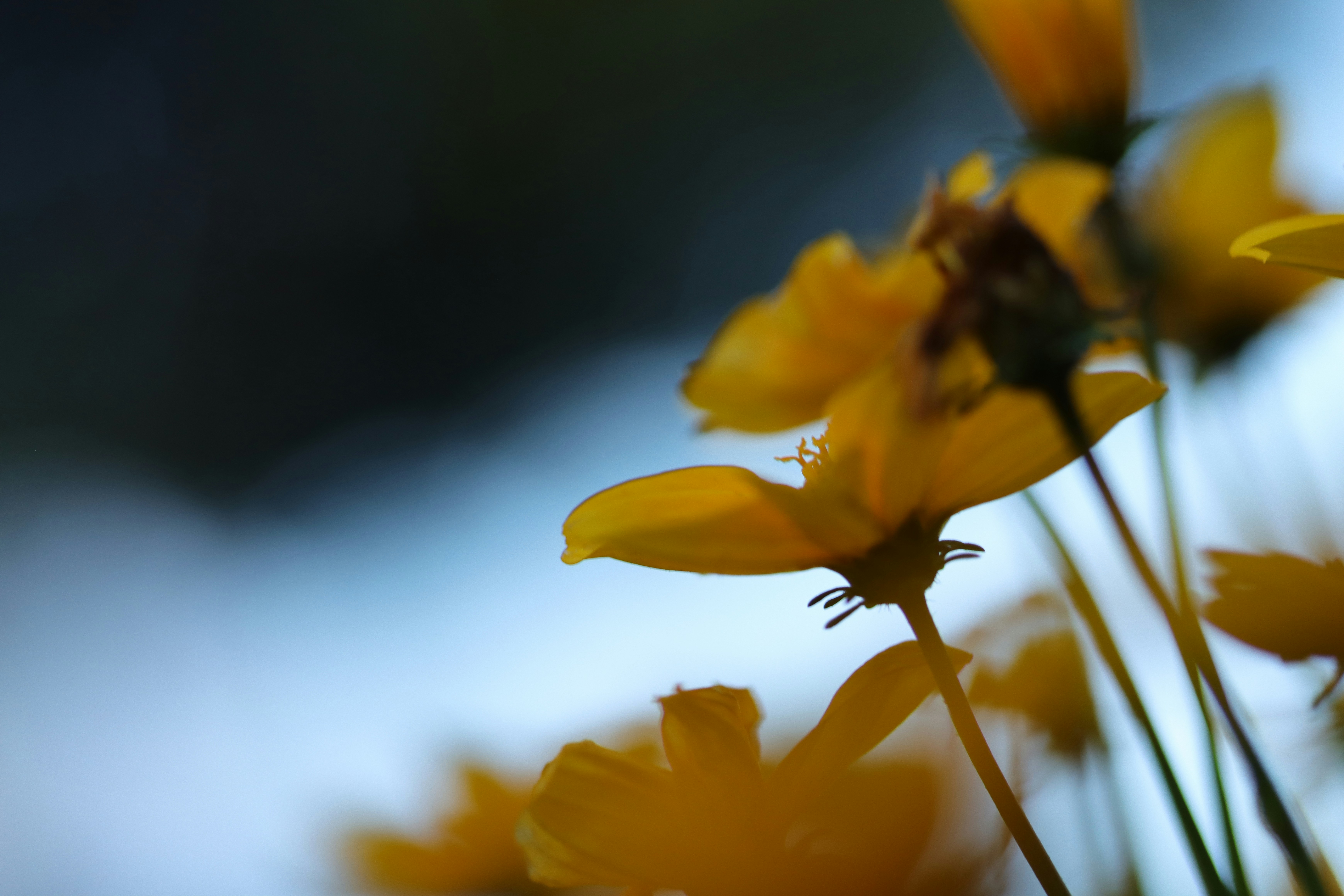 Photo by lisakvictor