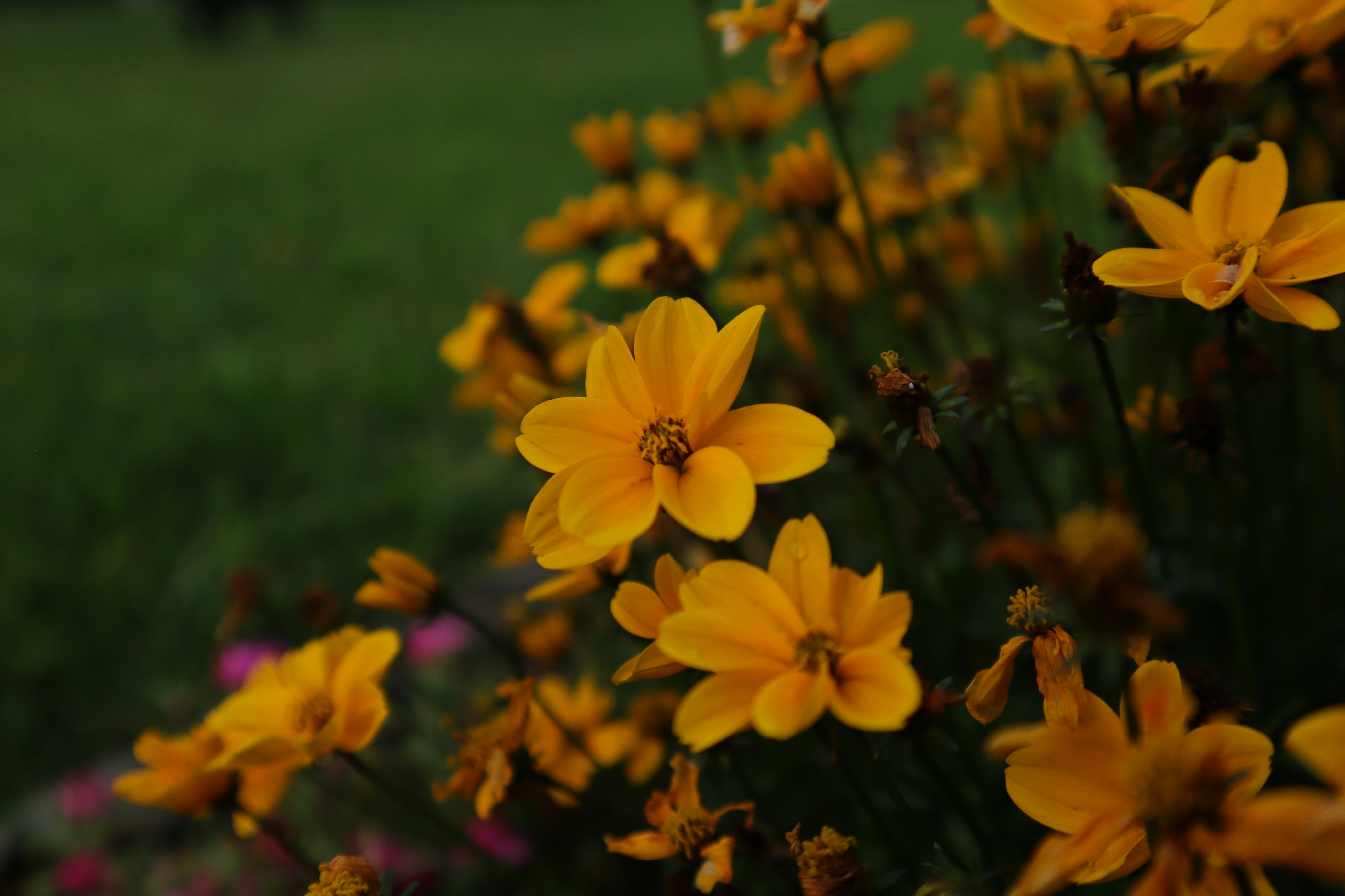 Photo by lisakvictor