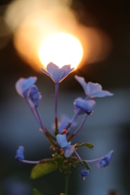 A close up of a flower with a light in the background