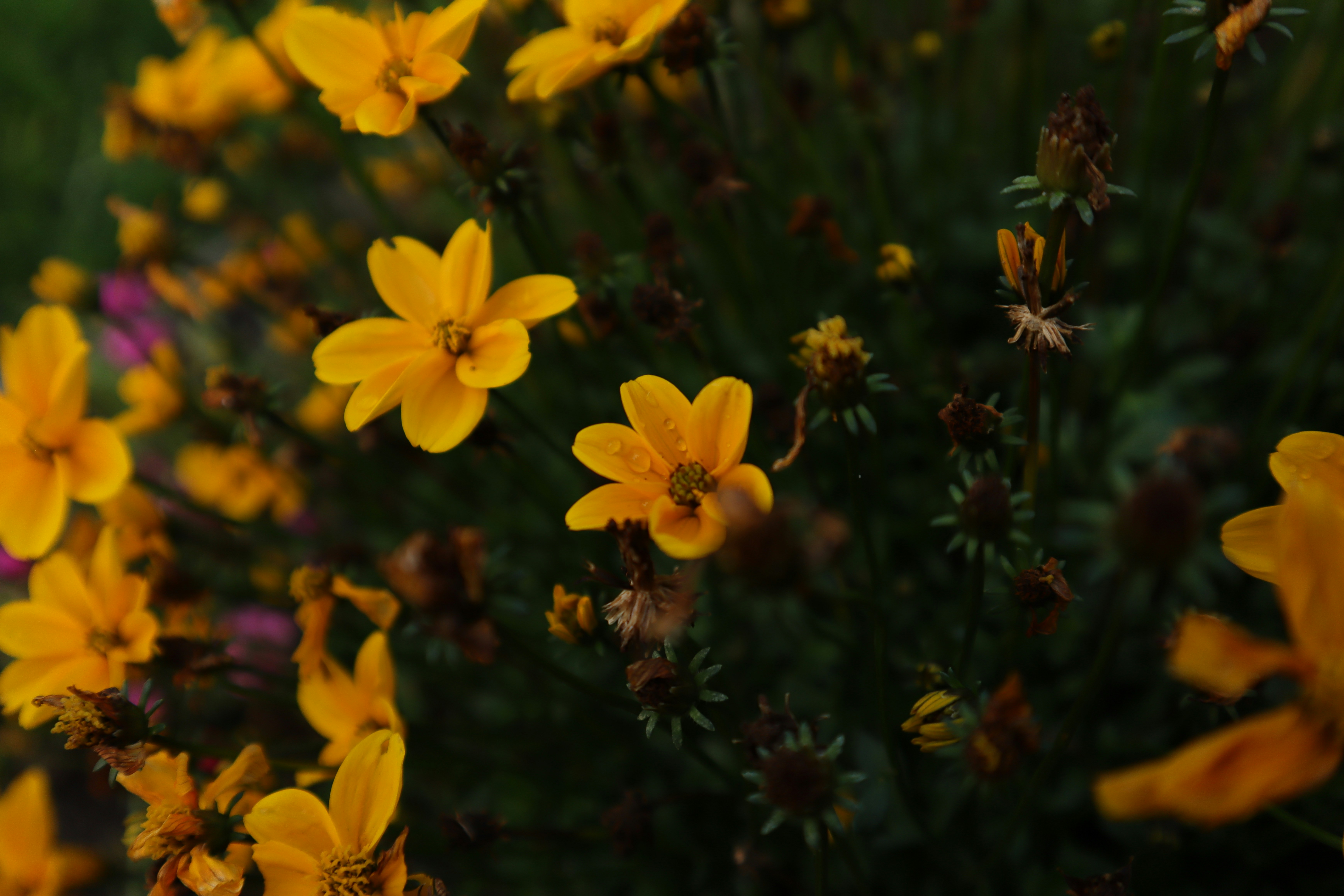 Photo by lisakvictor