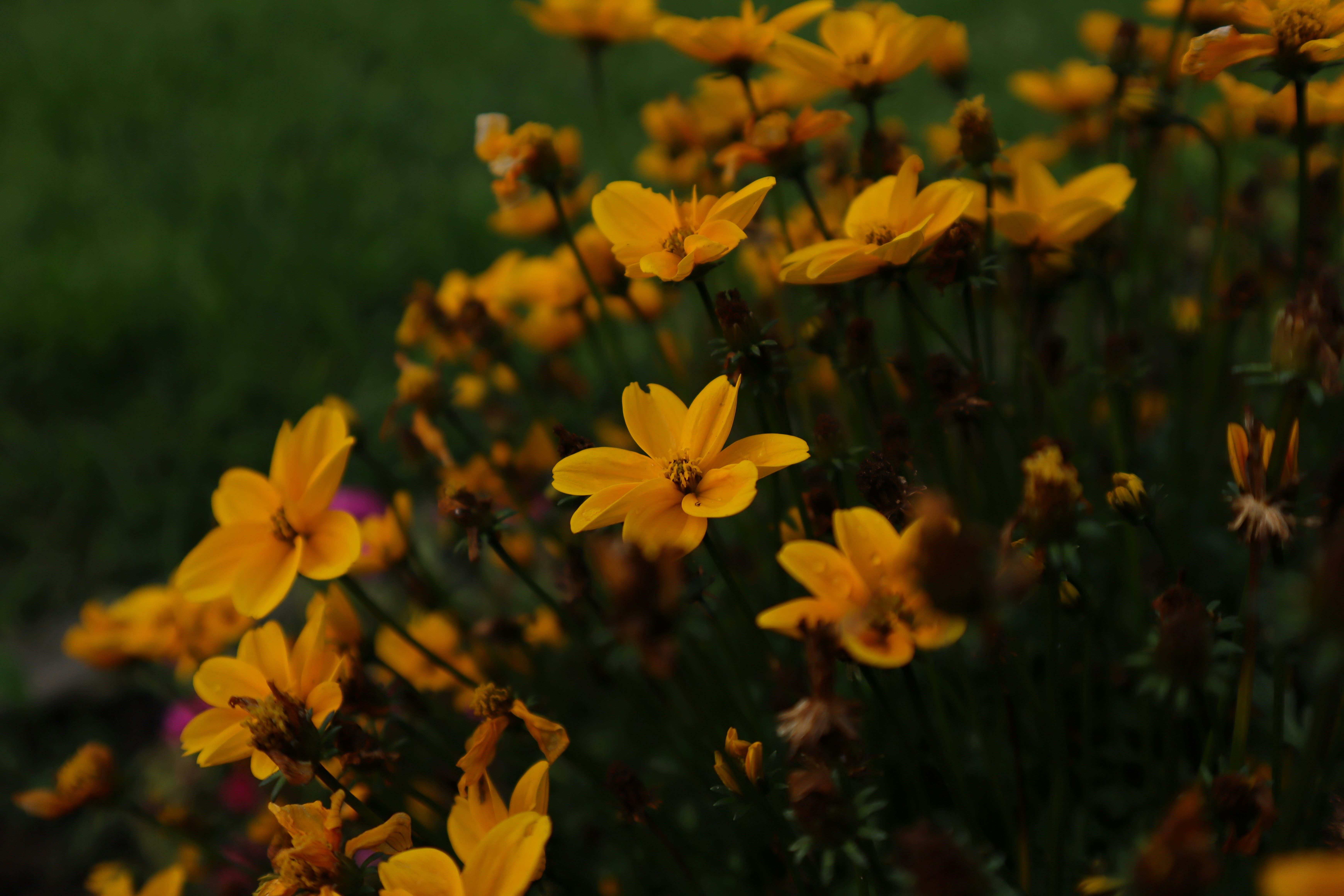 Photo by lisakvictor