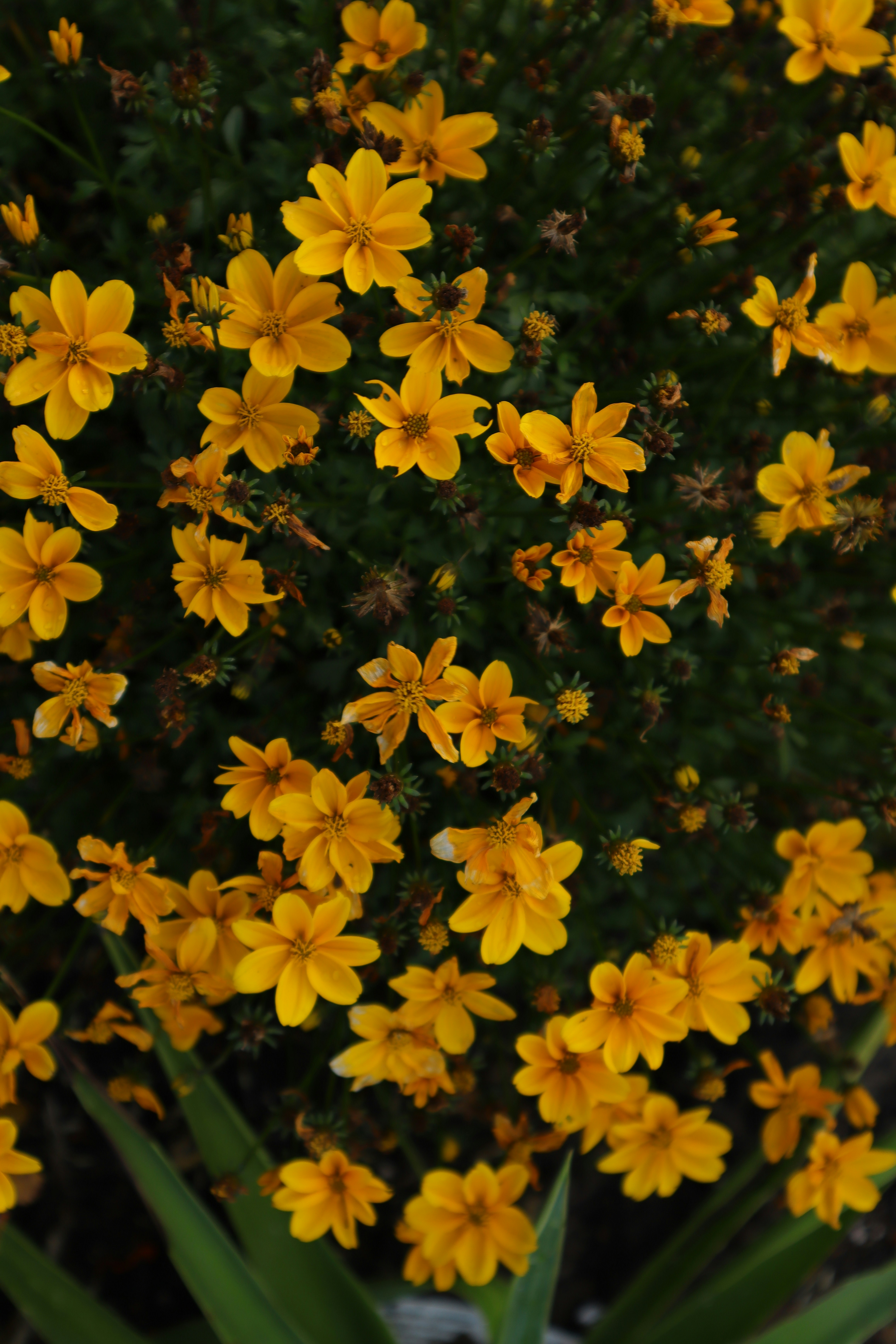 Photo by lisakvictor