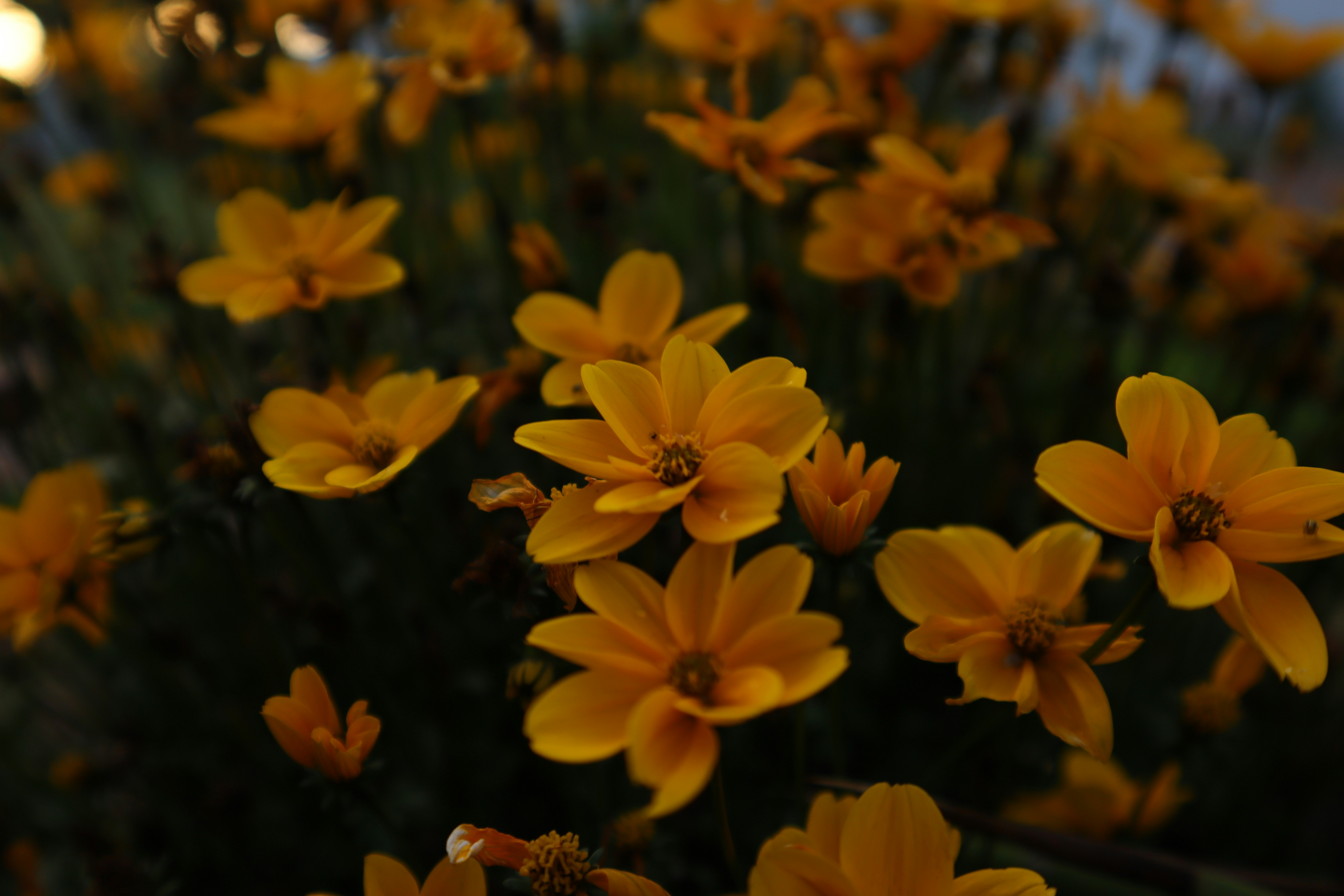 Photo by lisakvictor