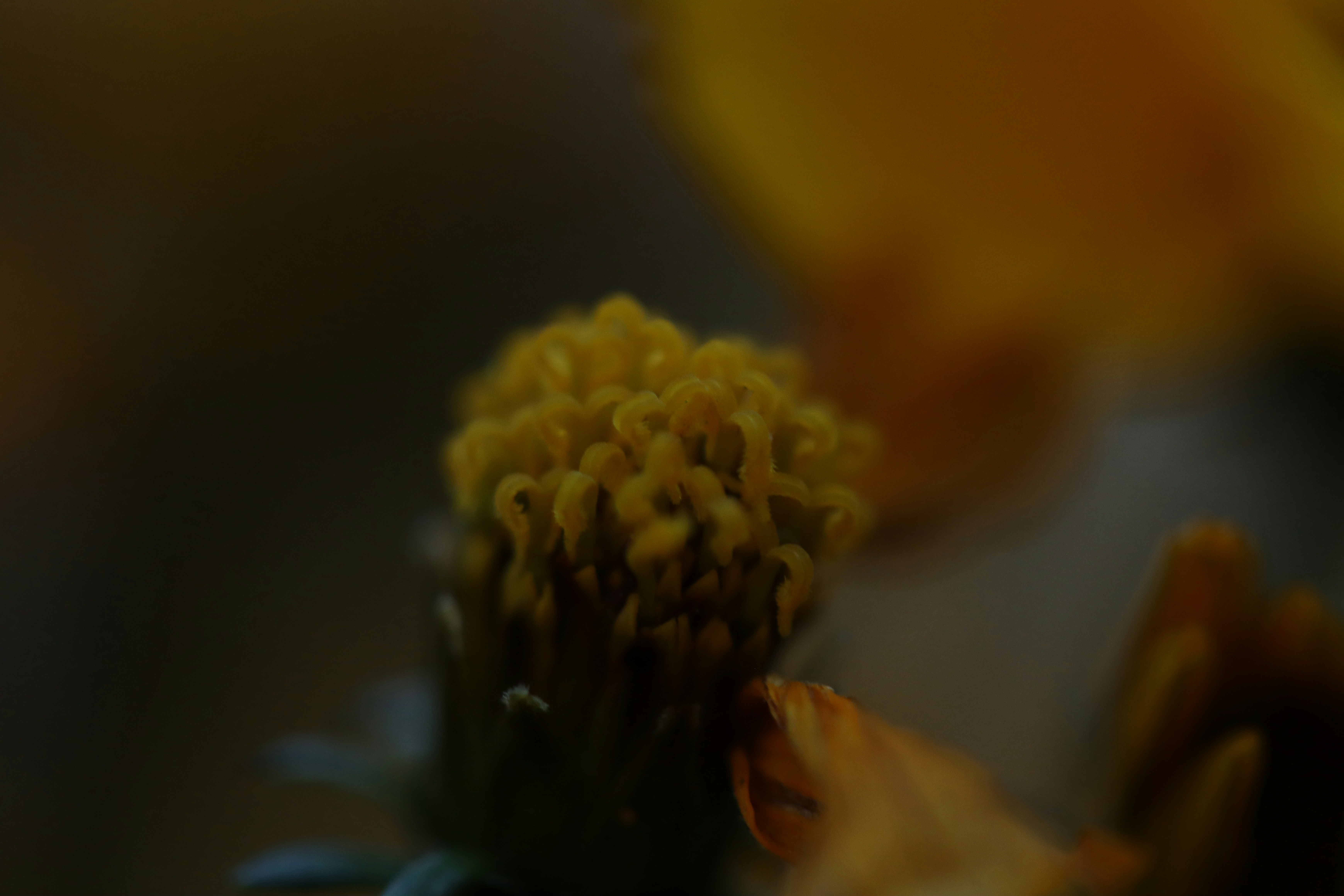 Photo by lisakvictor