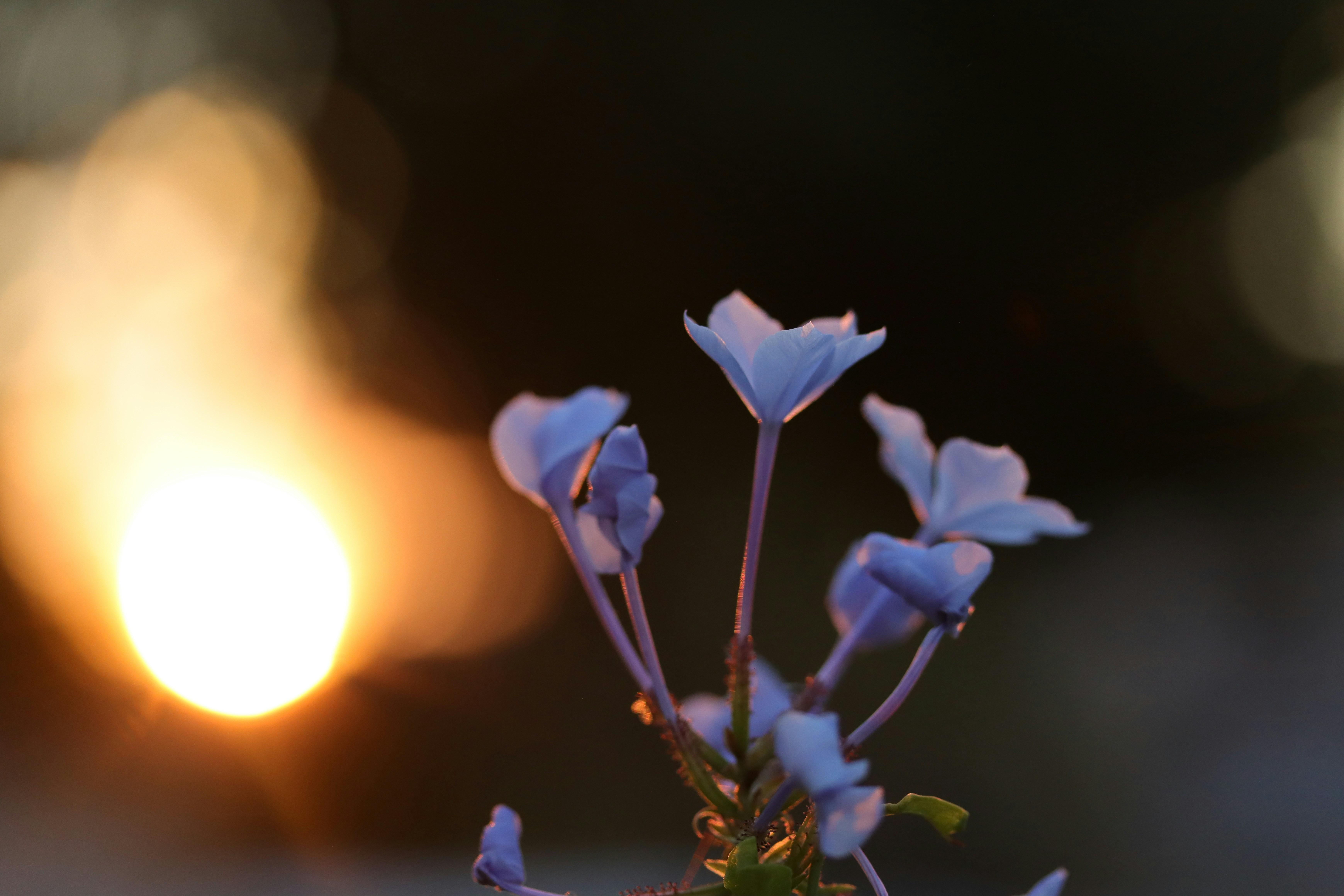 Photo by lisakvictor