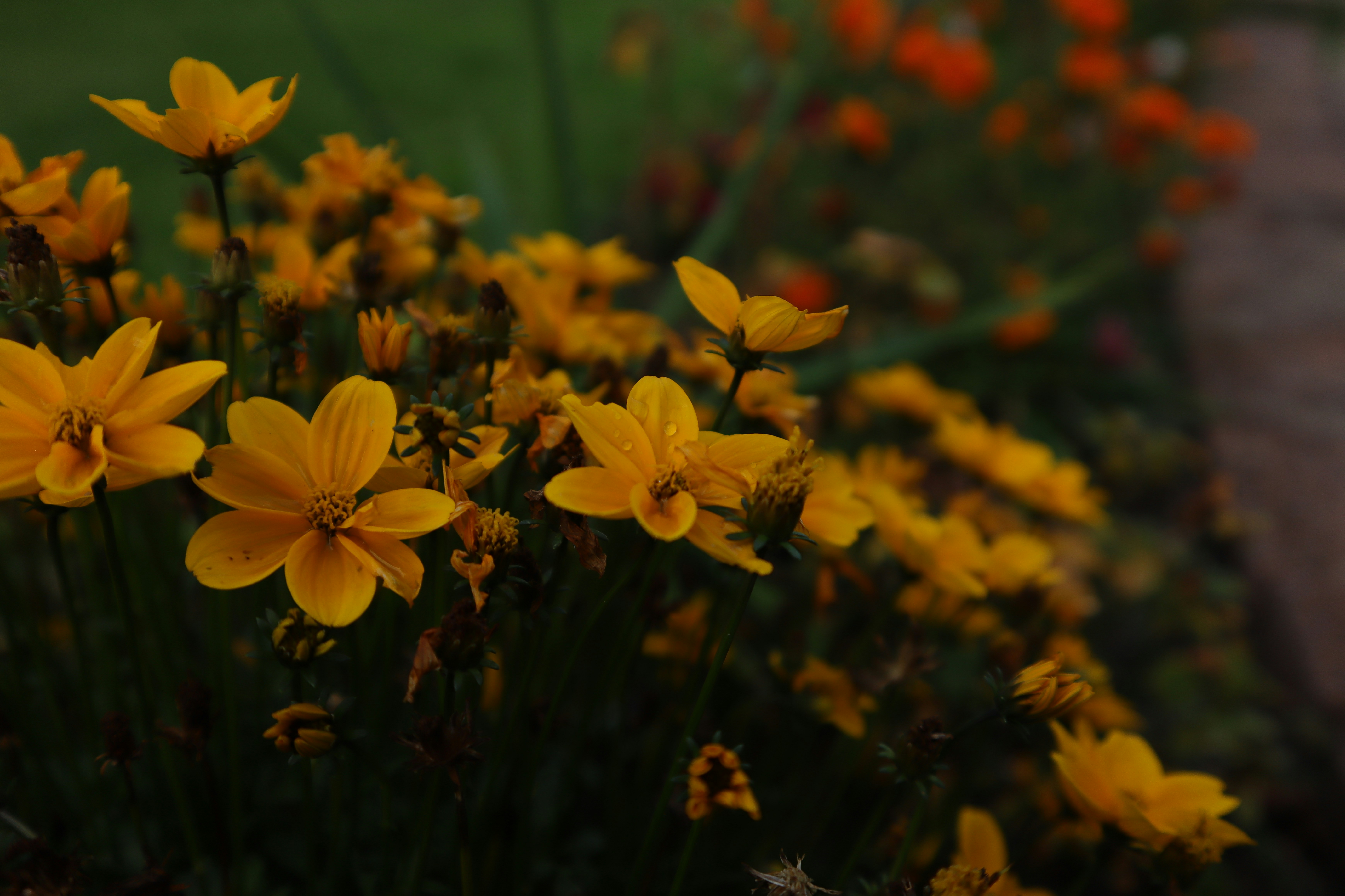 Photo by lisakvictor