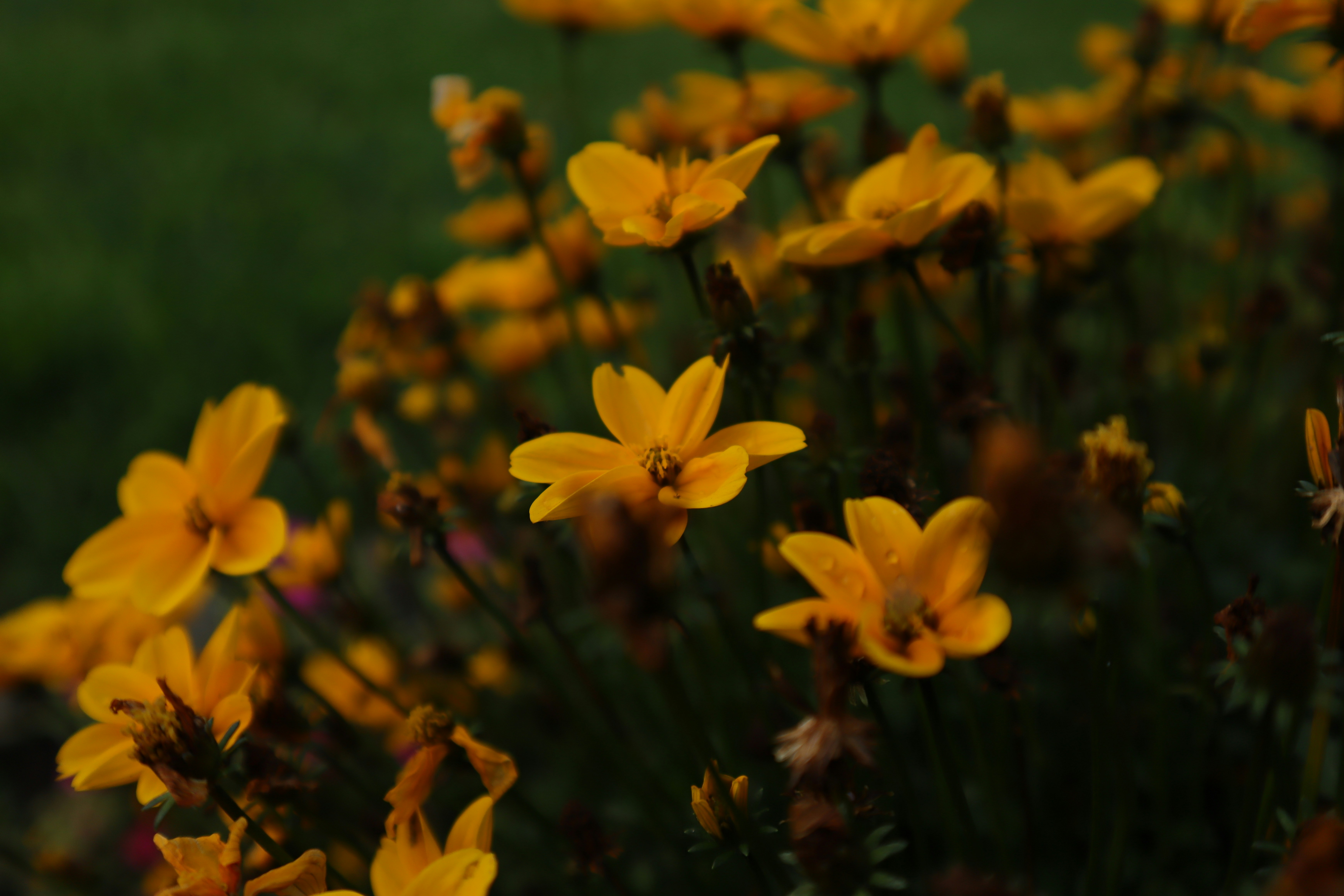 Photo by lisakvictor