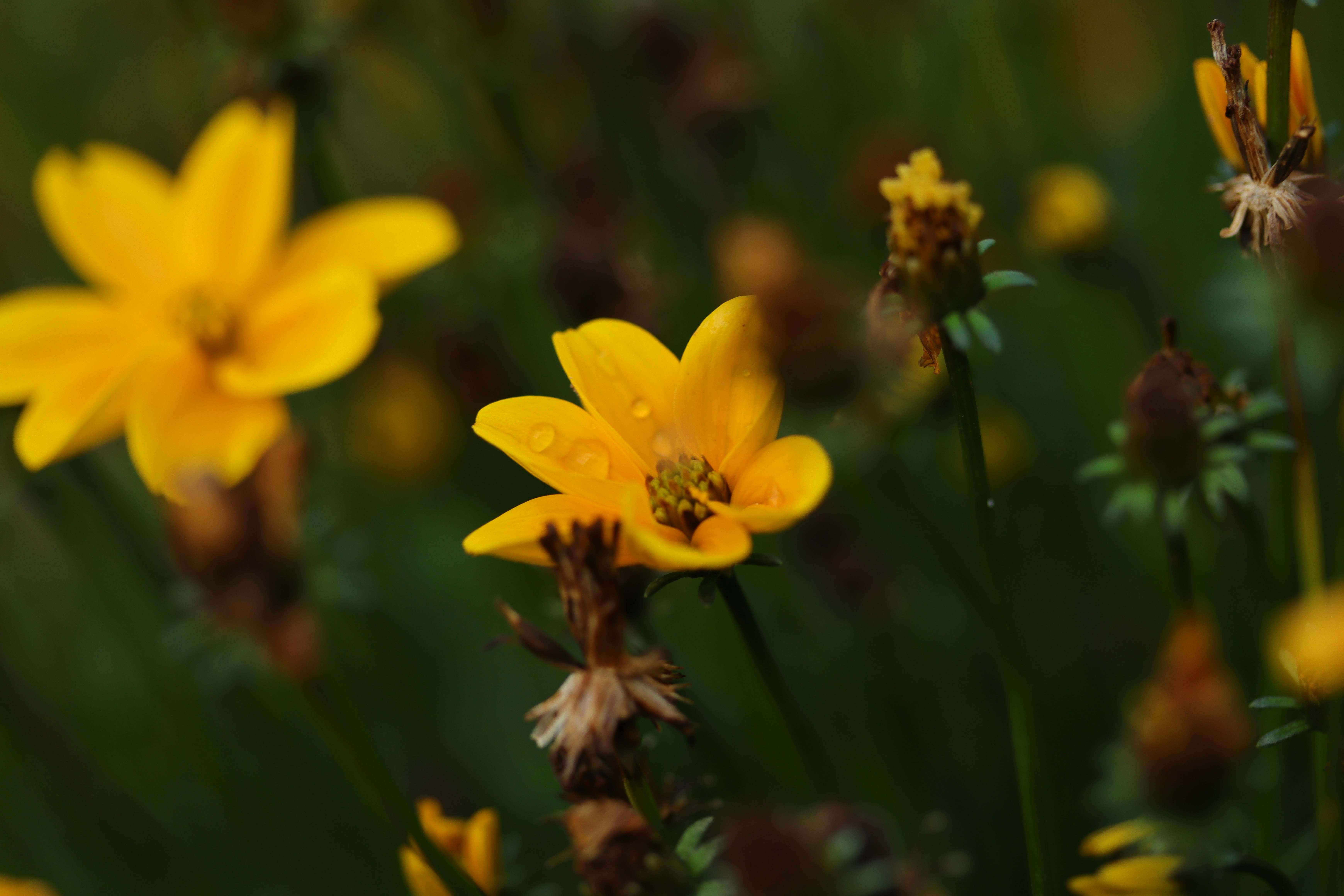 Photo by lisakvictor