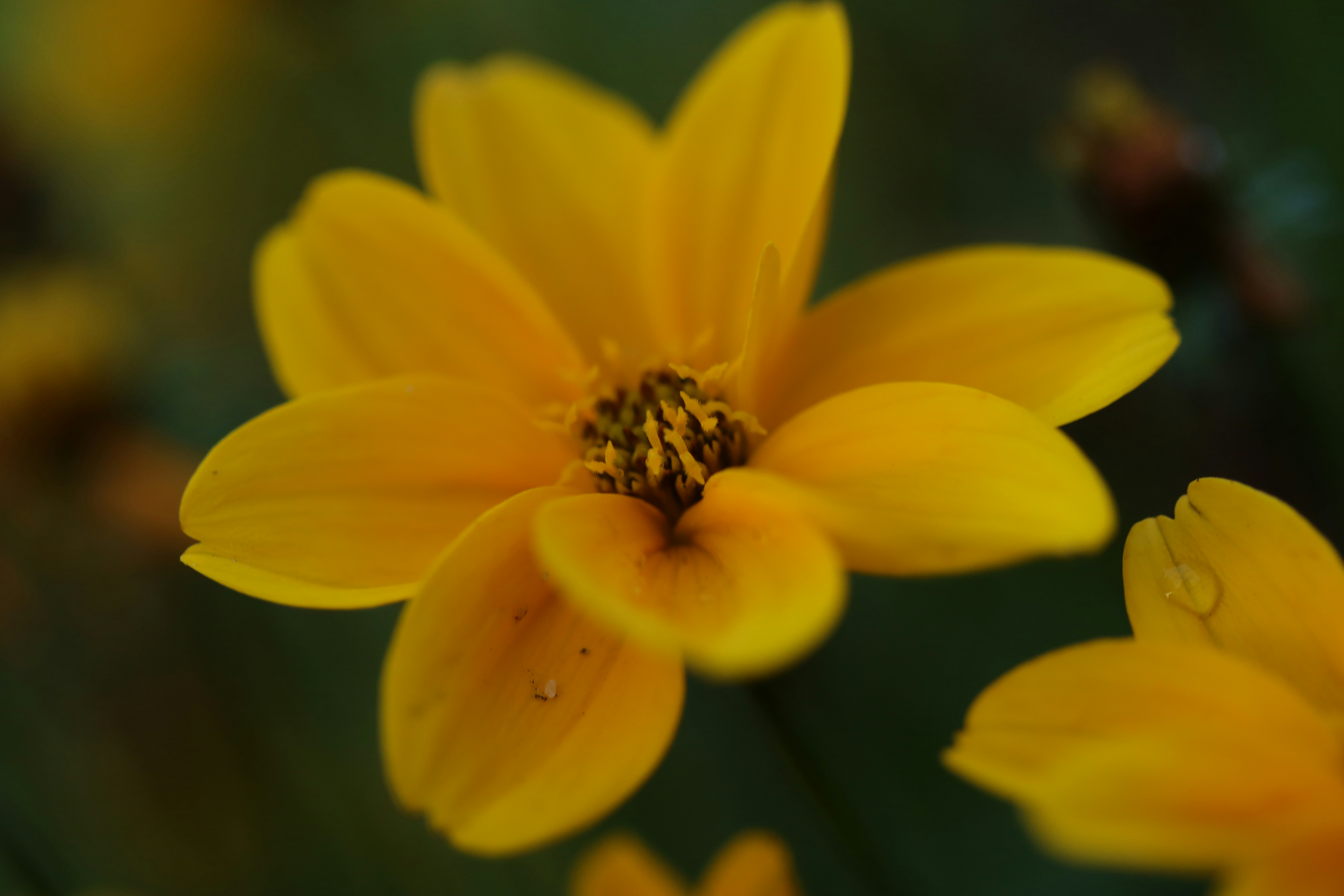 Photo by lisakvictor