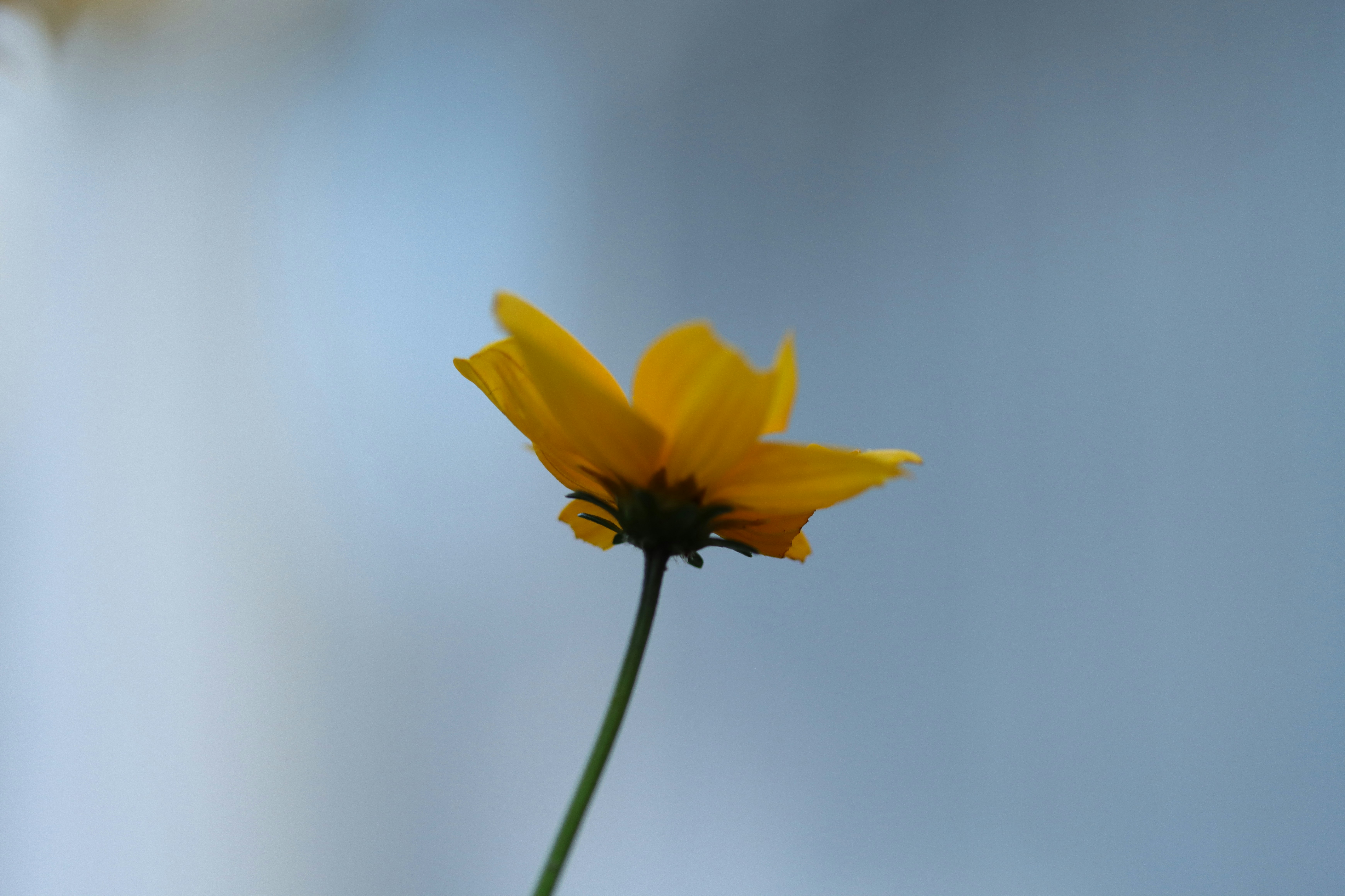 Photo by lisakvictor