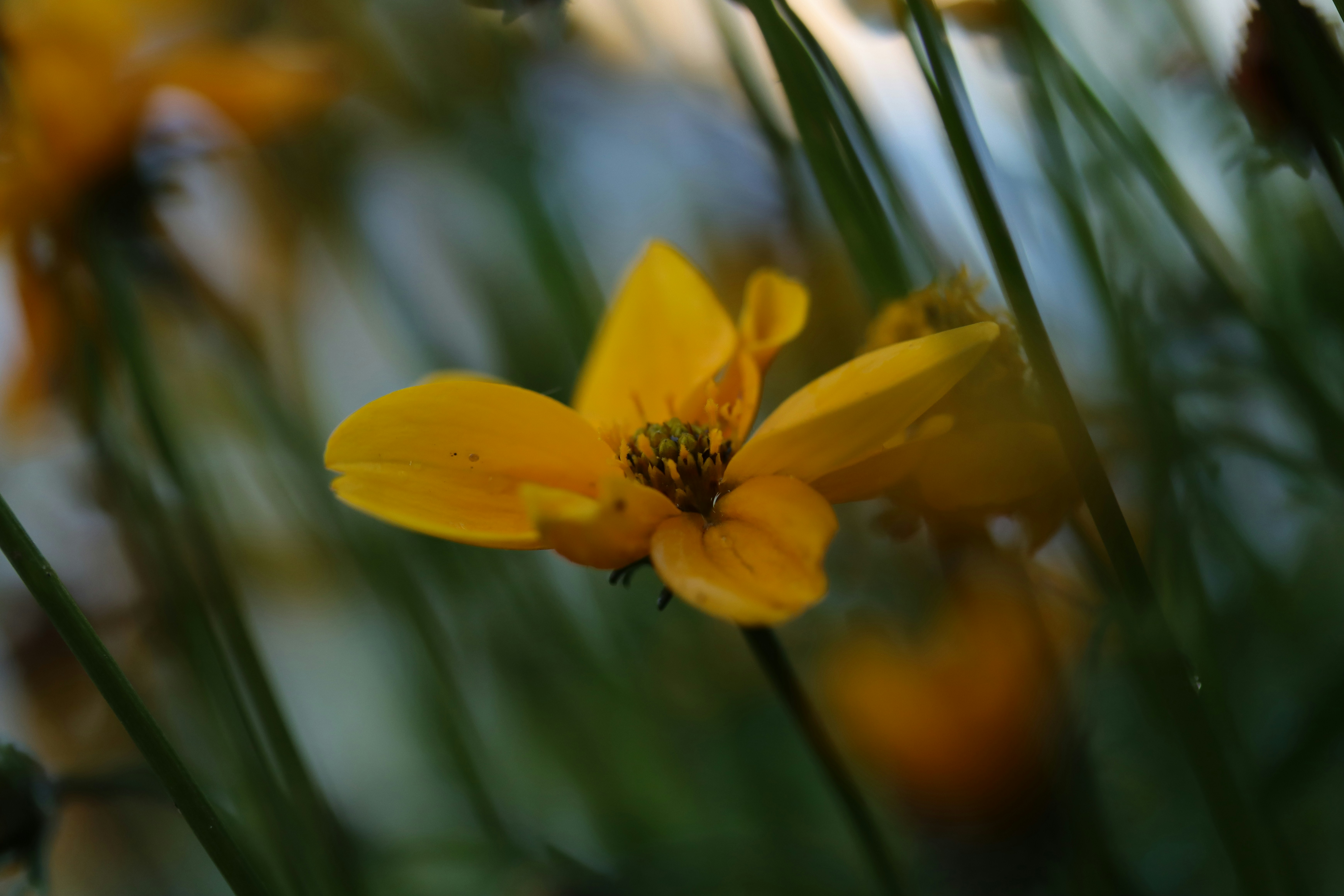 Photo by lisakvictor