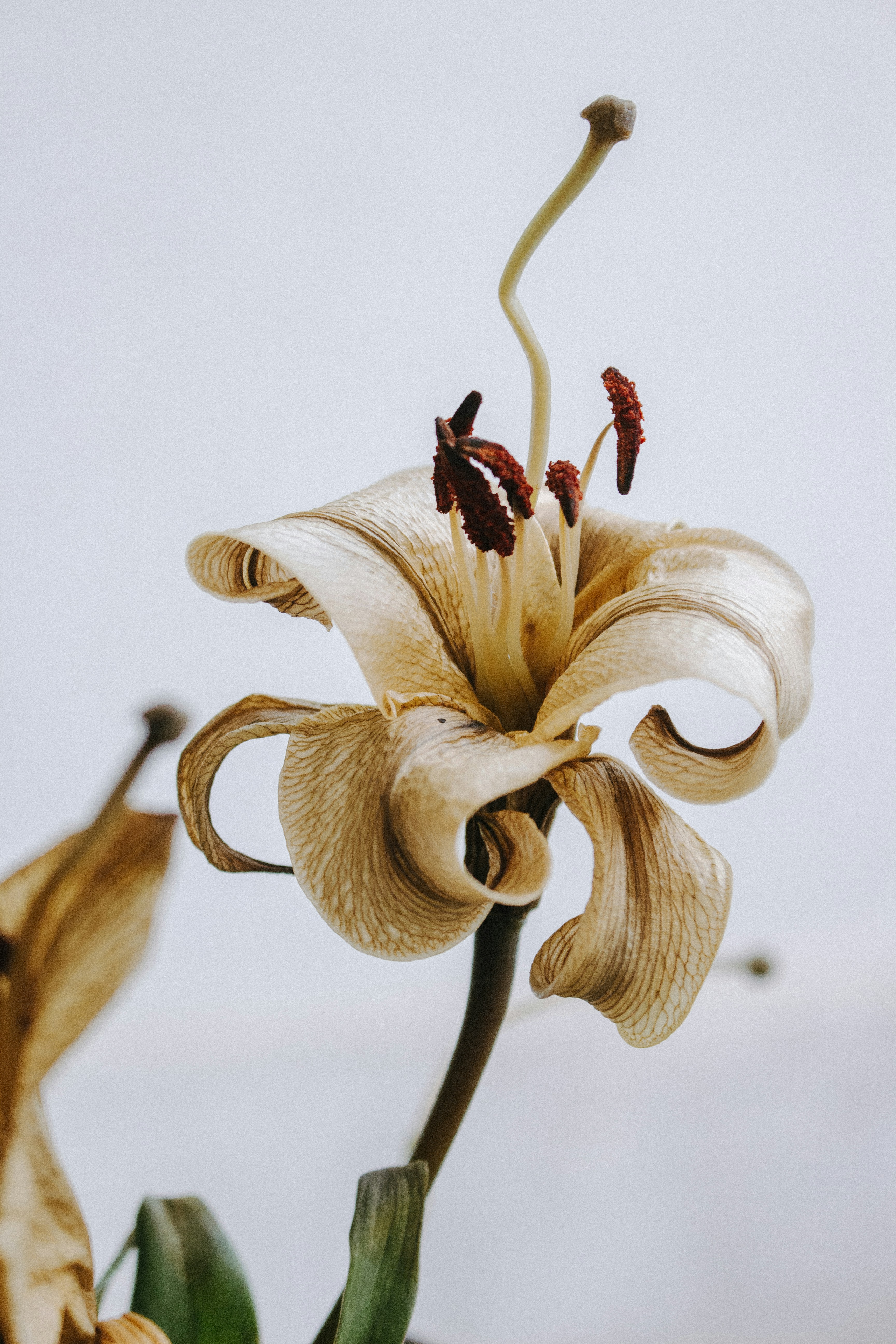 Photo by wildgreyice