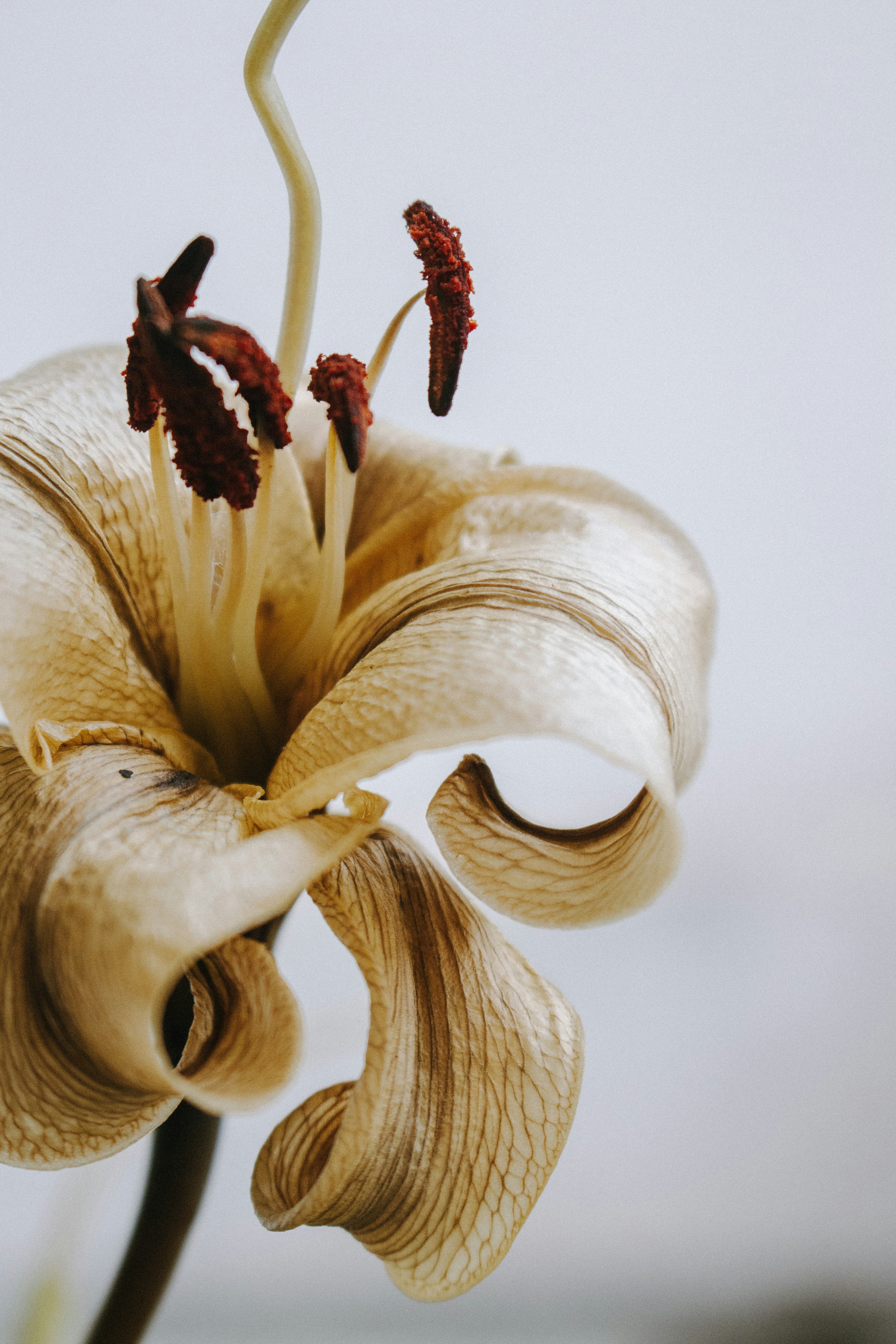 Photo by wildgreyice