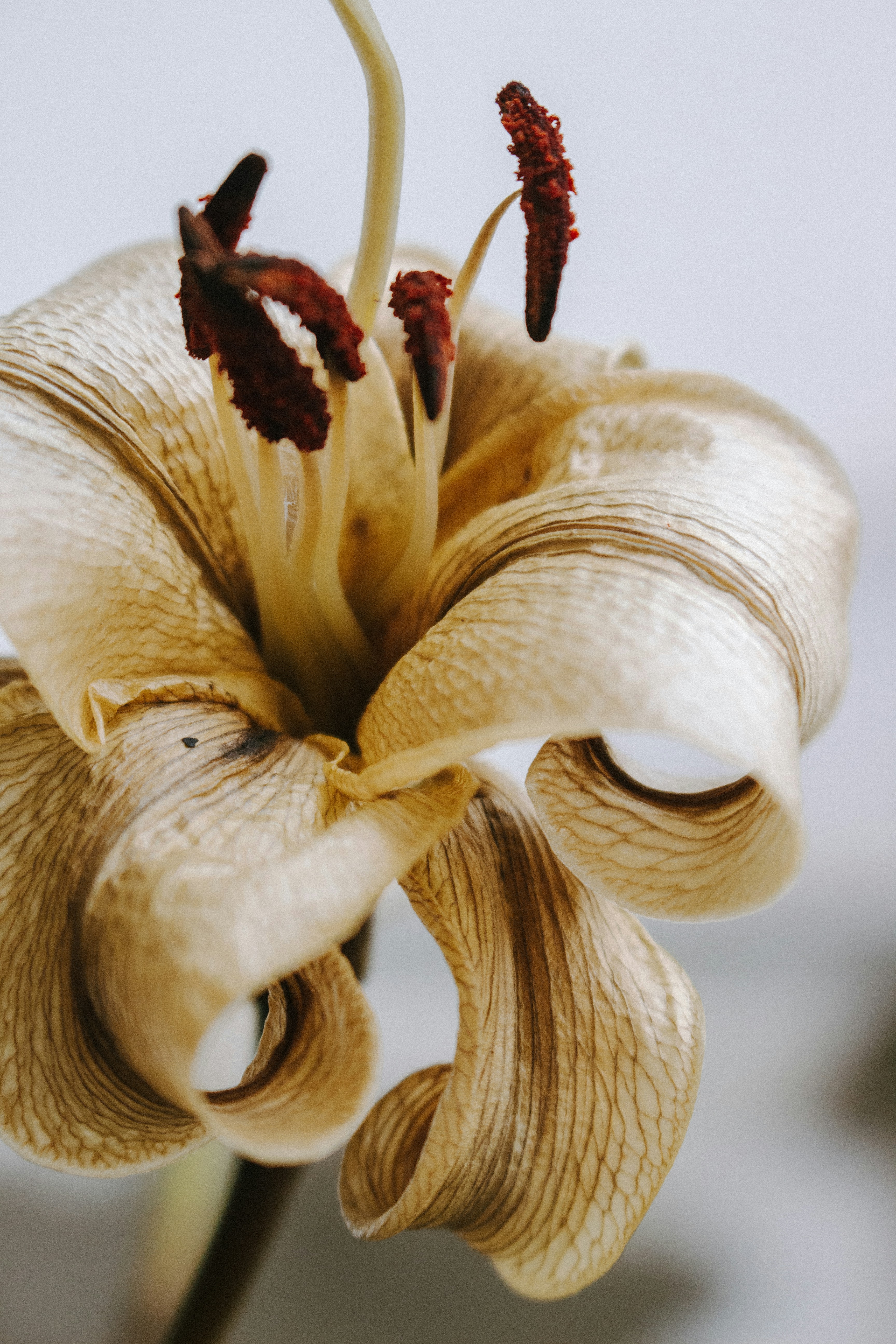 Photo by wildgreyice