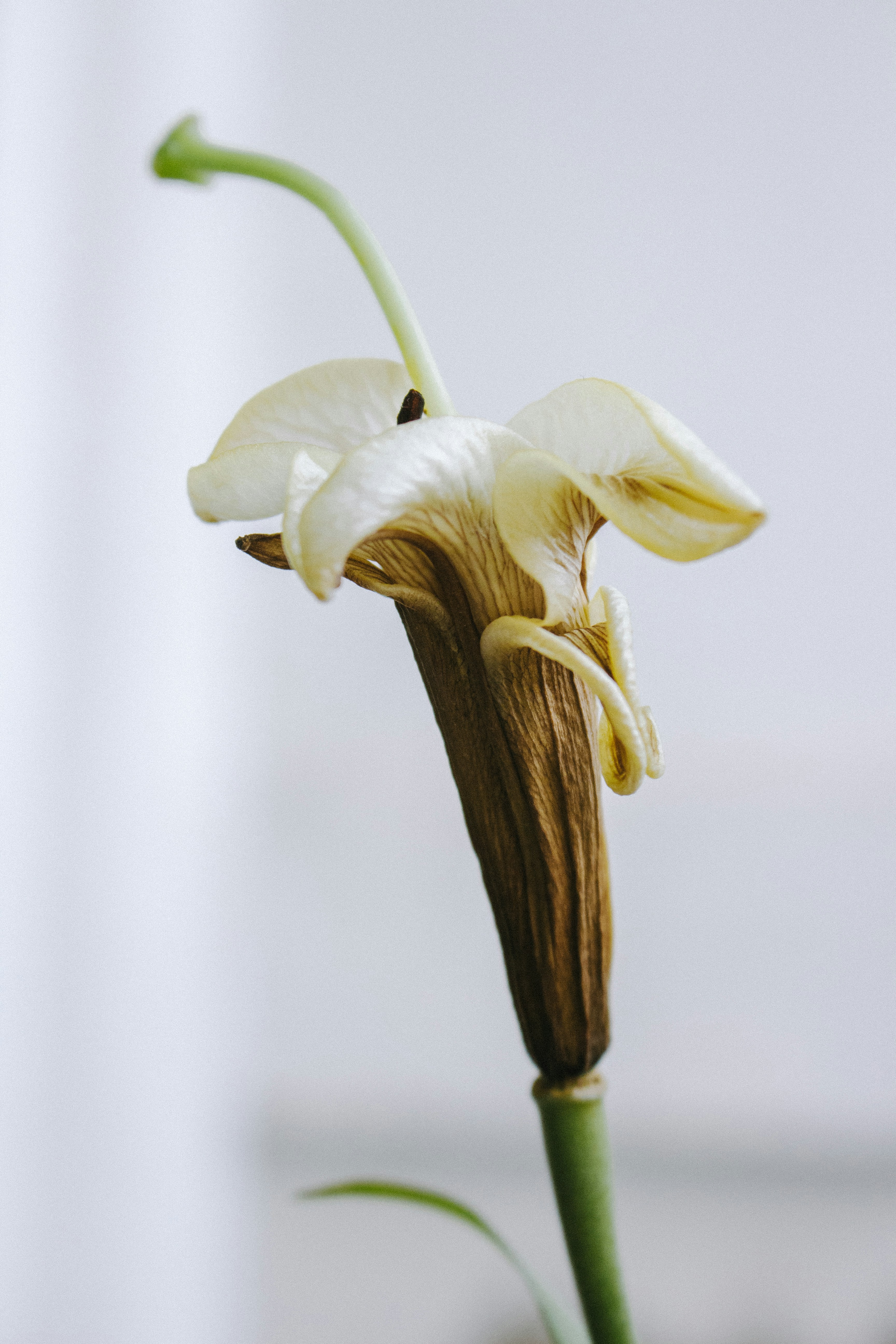 Photo by wildgreyice