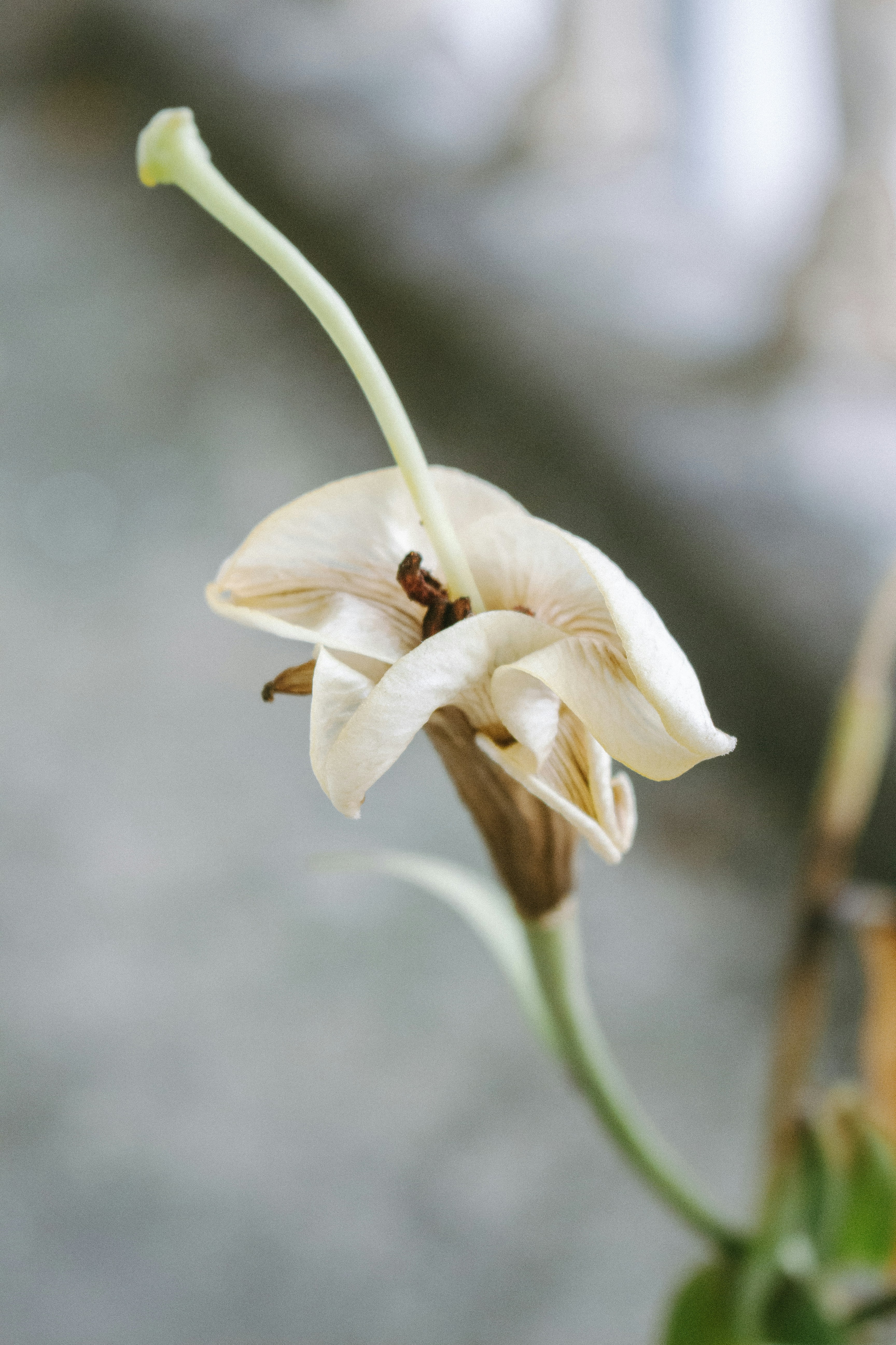 Photo by wildgreyice