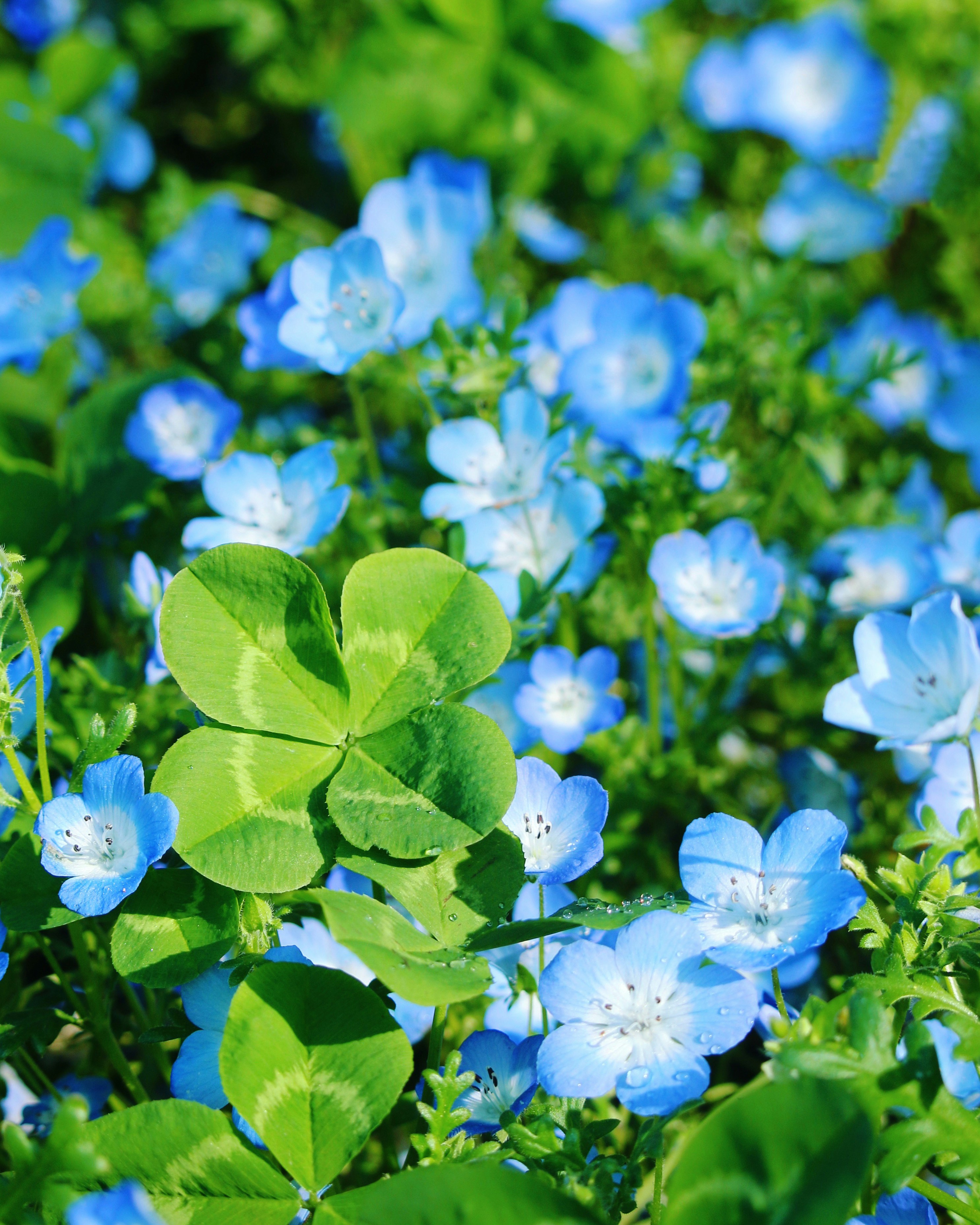 緑の葉を持つ青い花畑