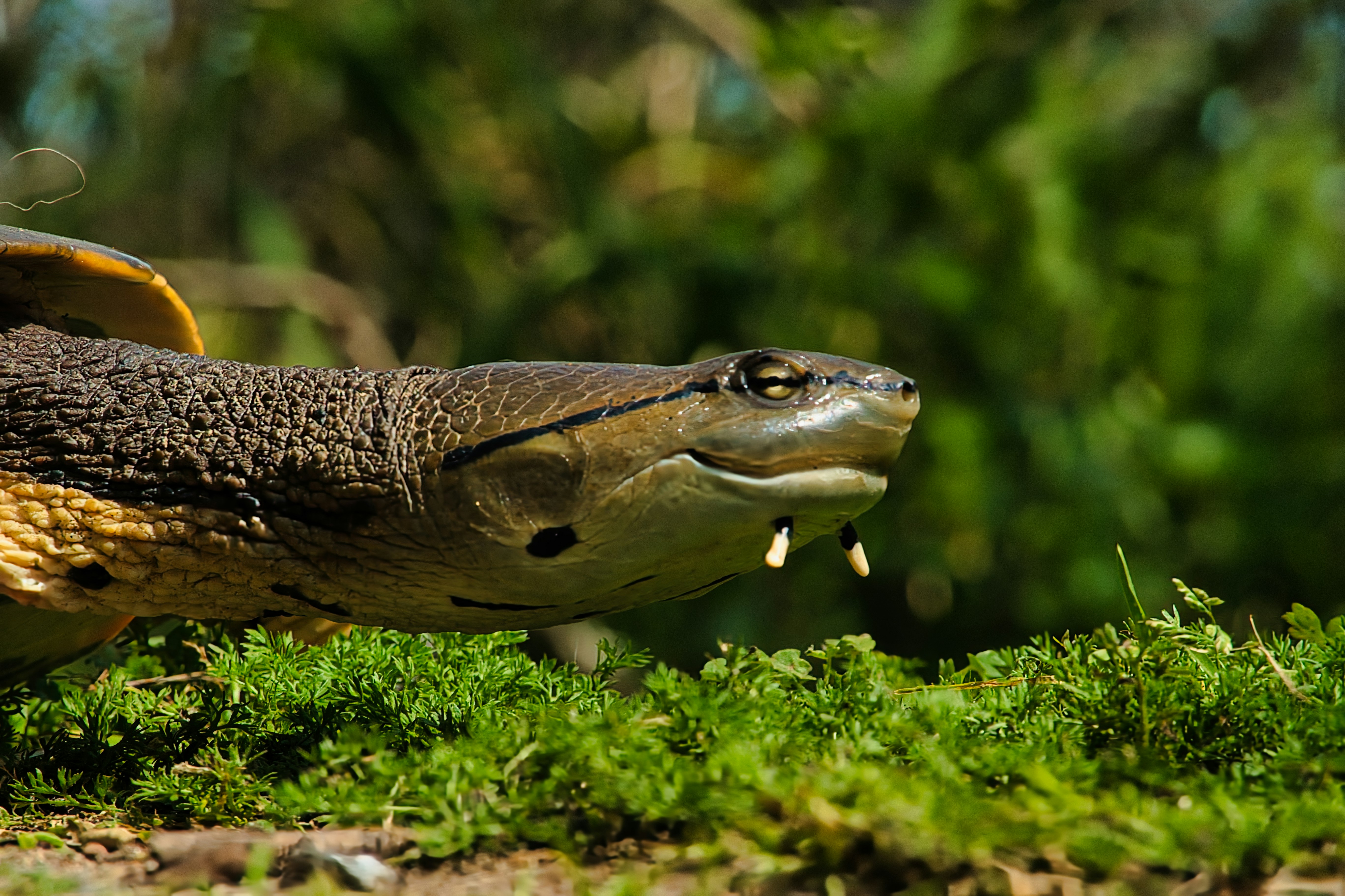 A brown and black snake with its mouth open