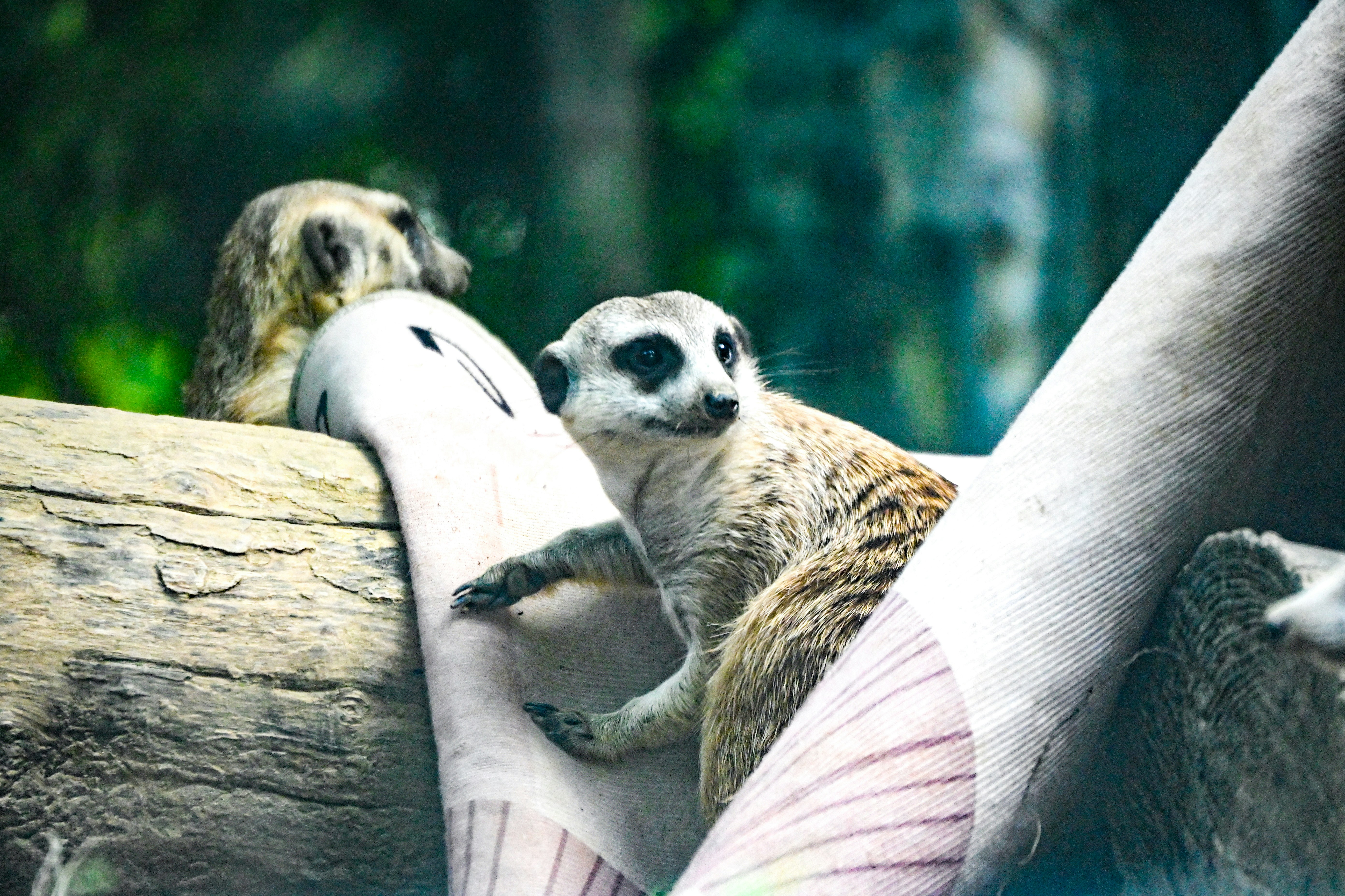貓奴崩潰！獸醫不會告訴你的貓咪秘密，#鏟屎官必看！