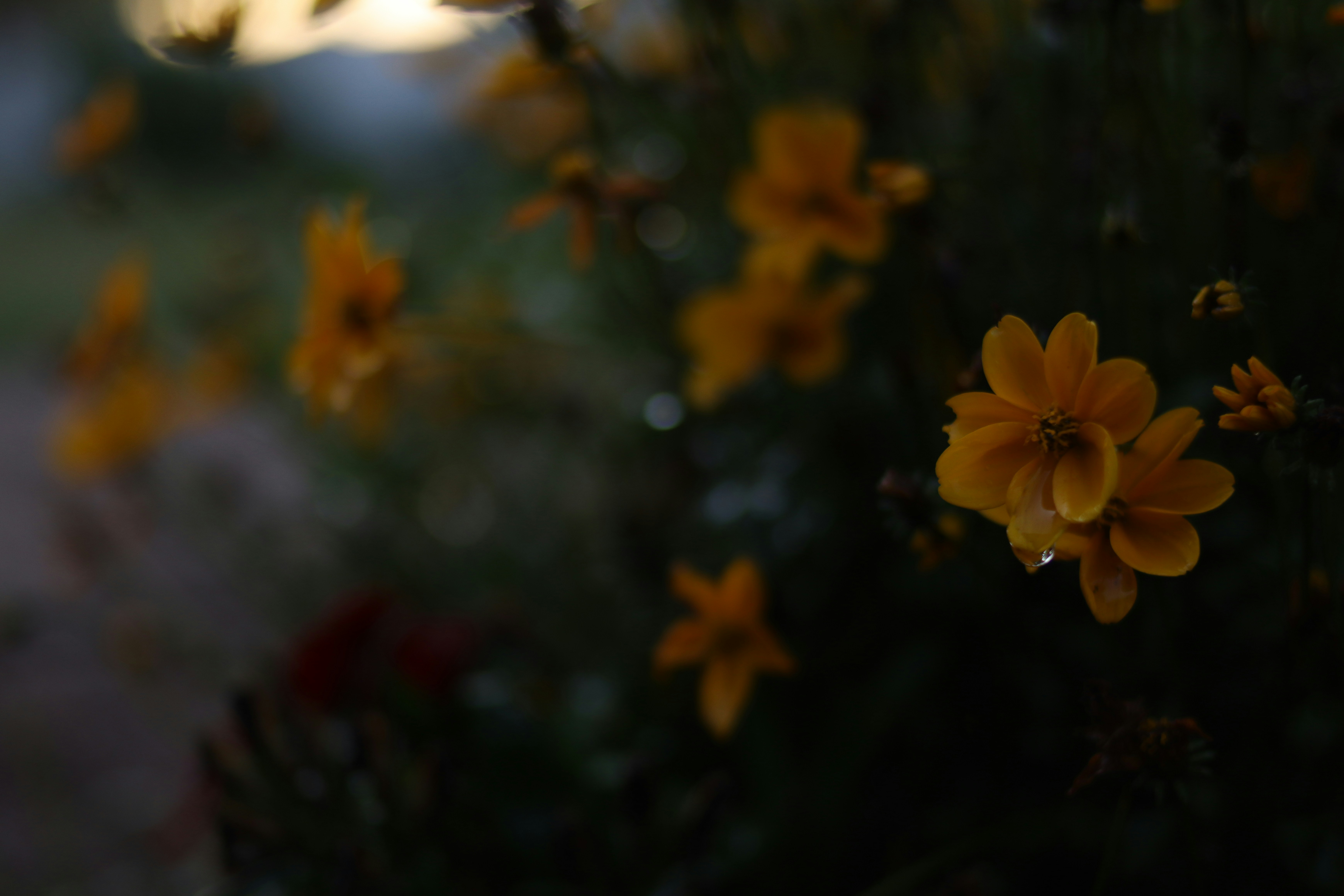 Photo by lisakvictor