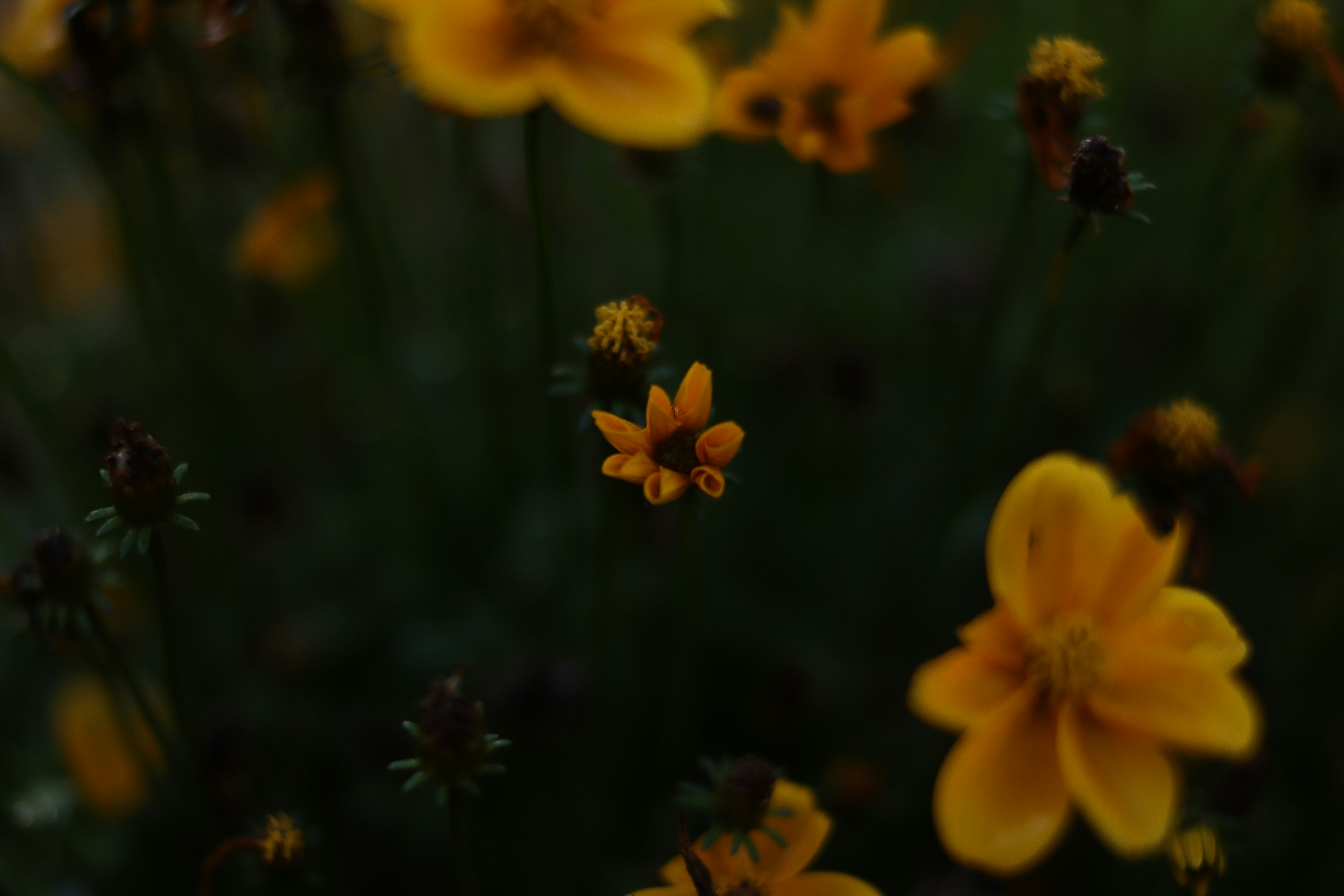 Photo by lisakvictor