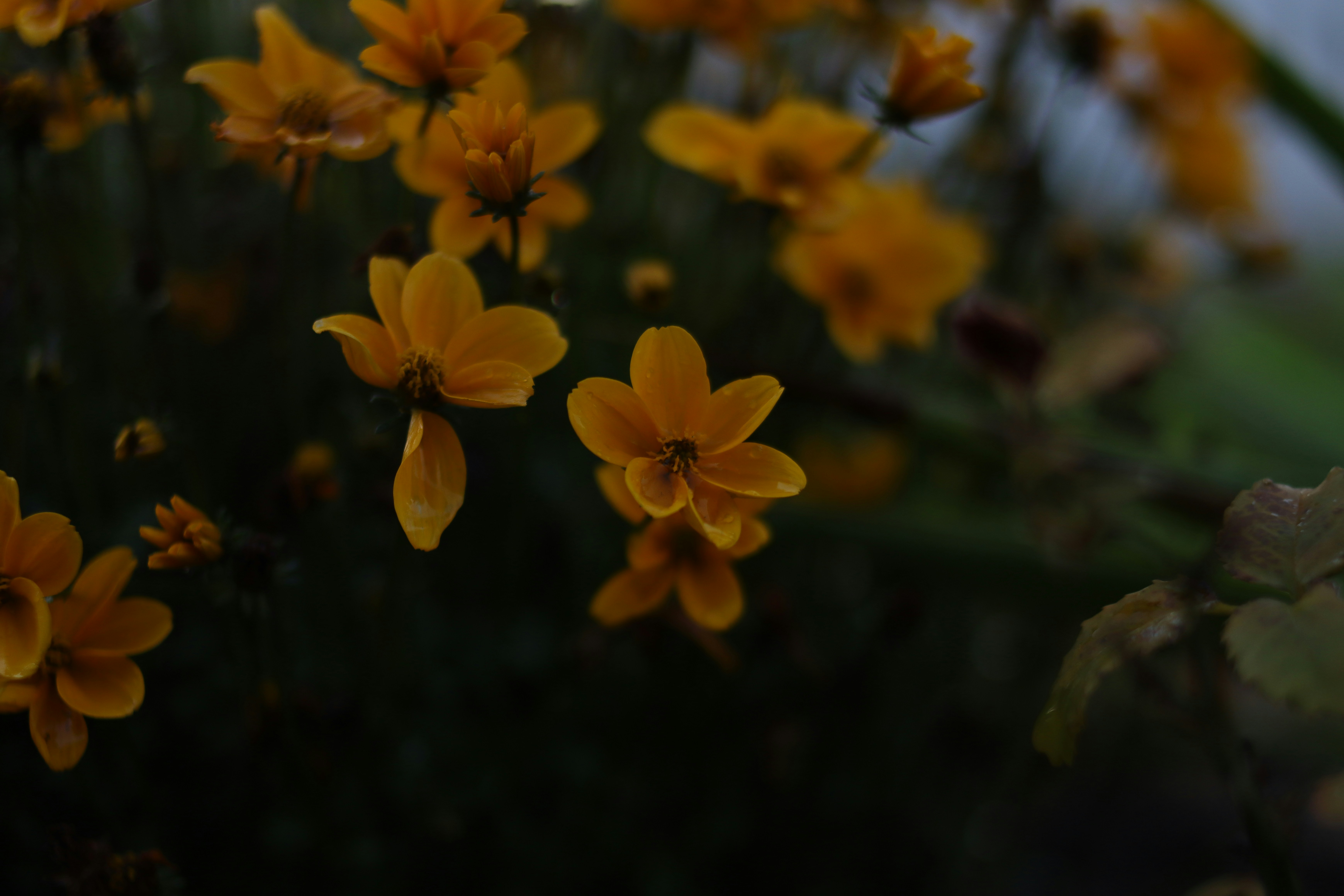 Photo by lisakvictor