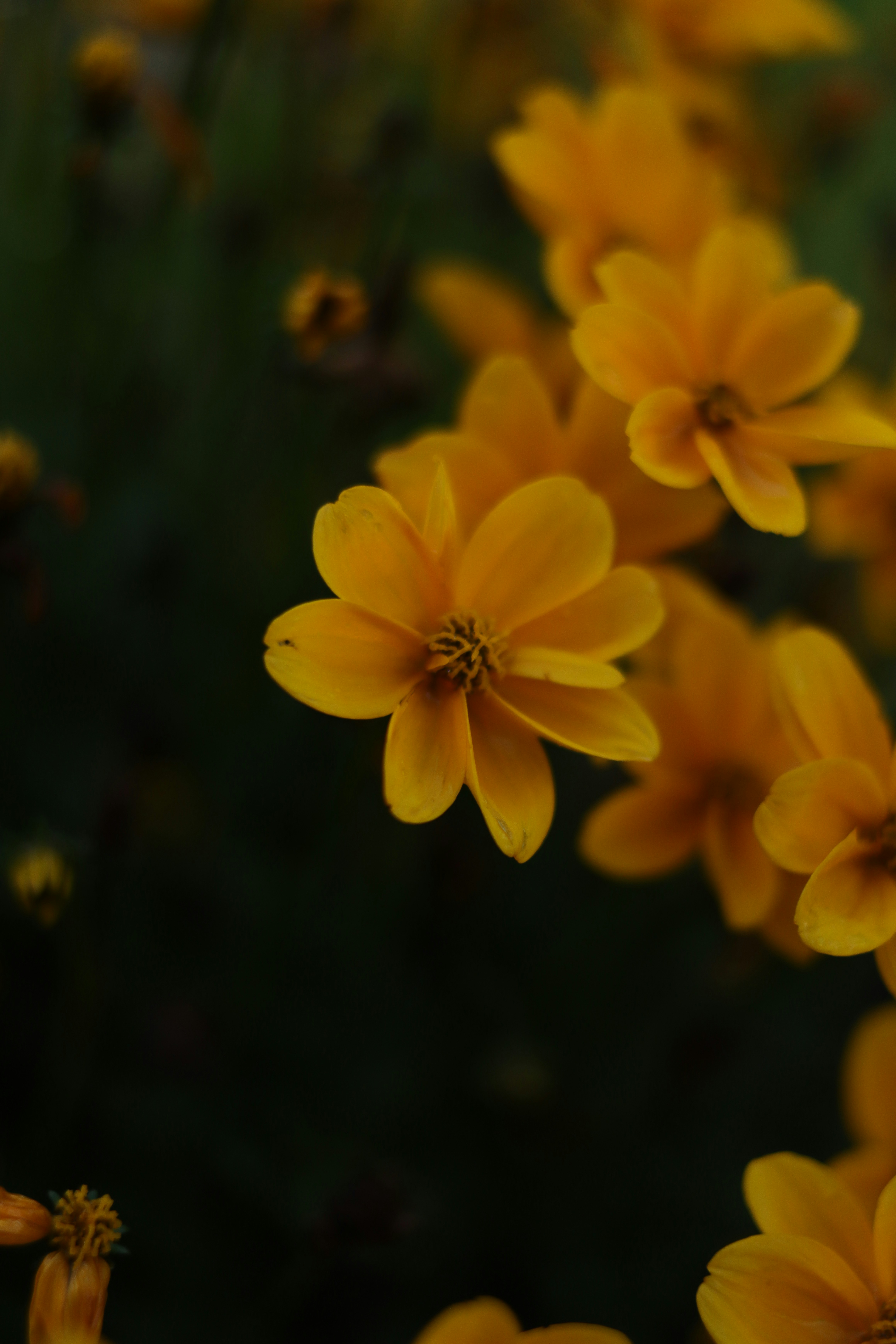 Photo by lisakvictor