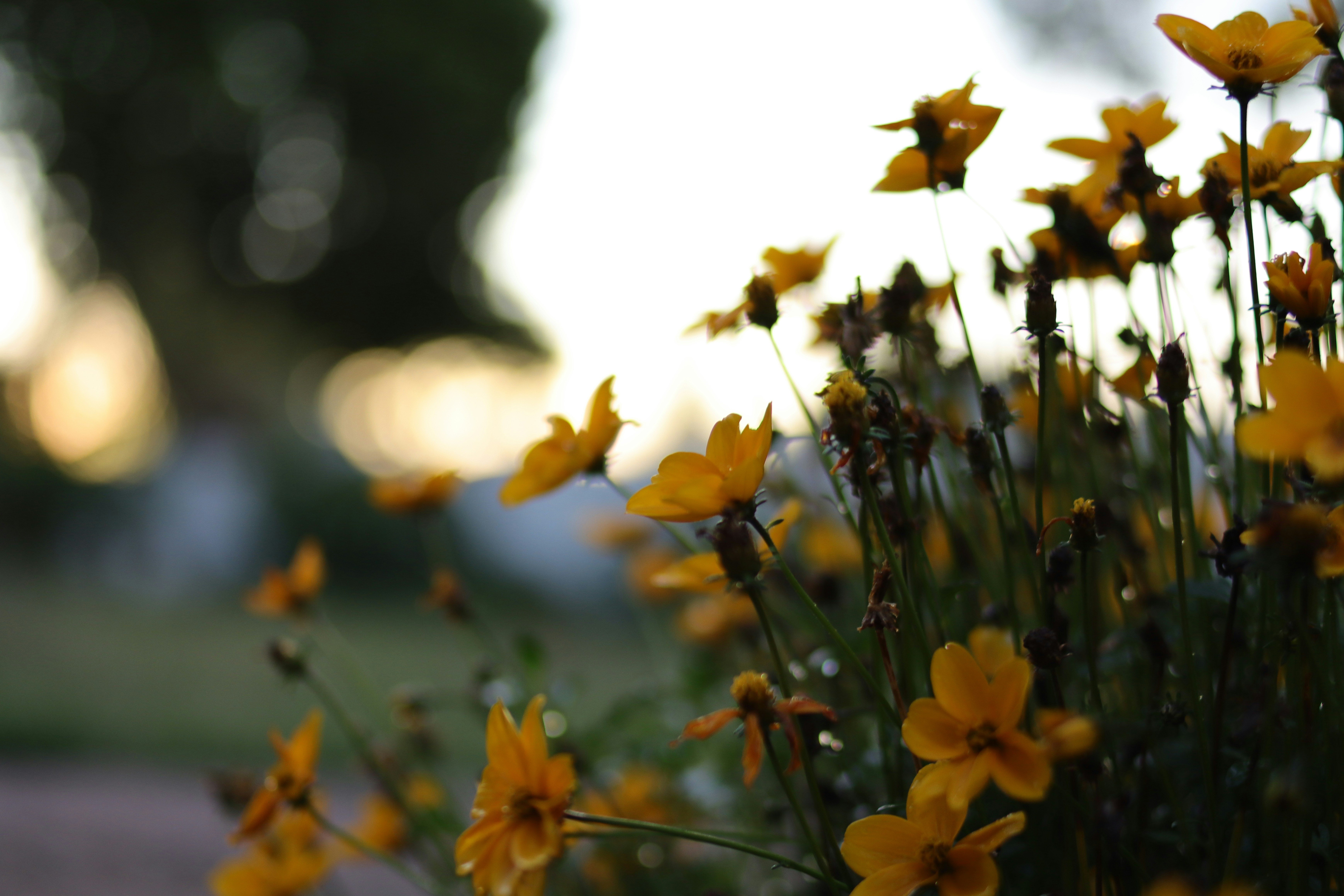 Photo by lisakvictor