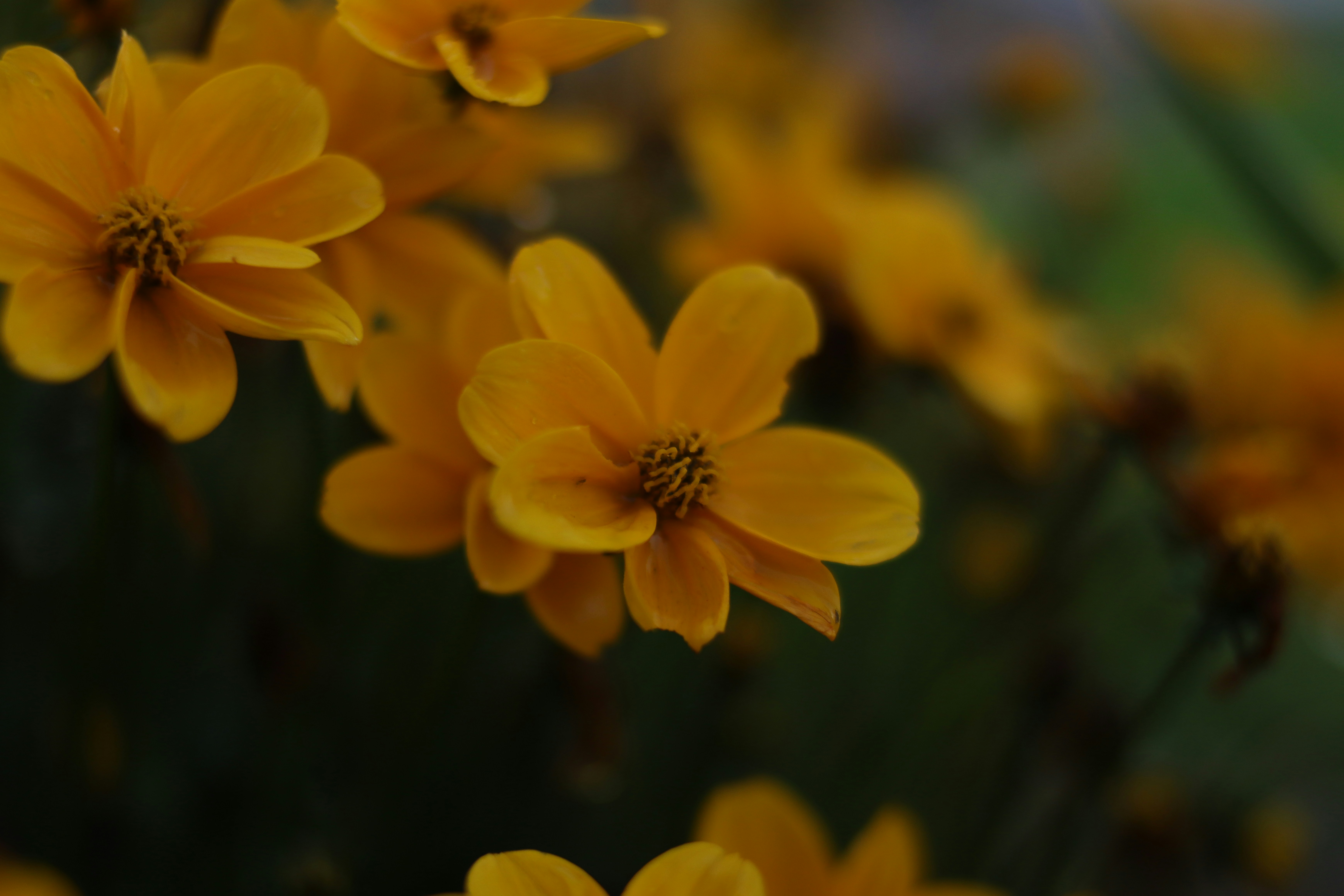 Photo by lisakvictor