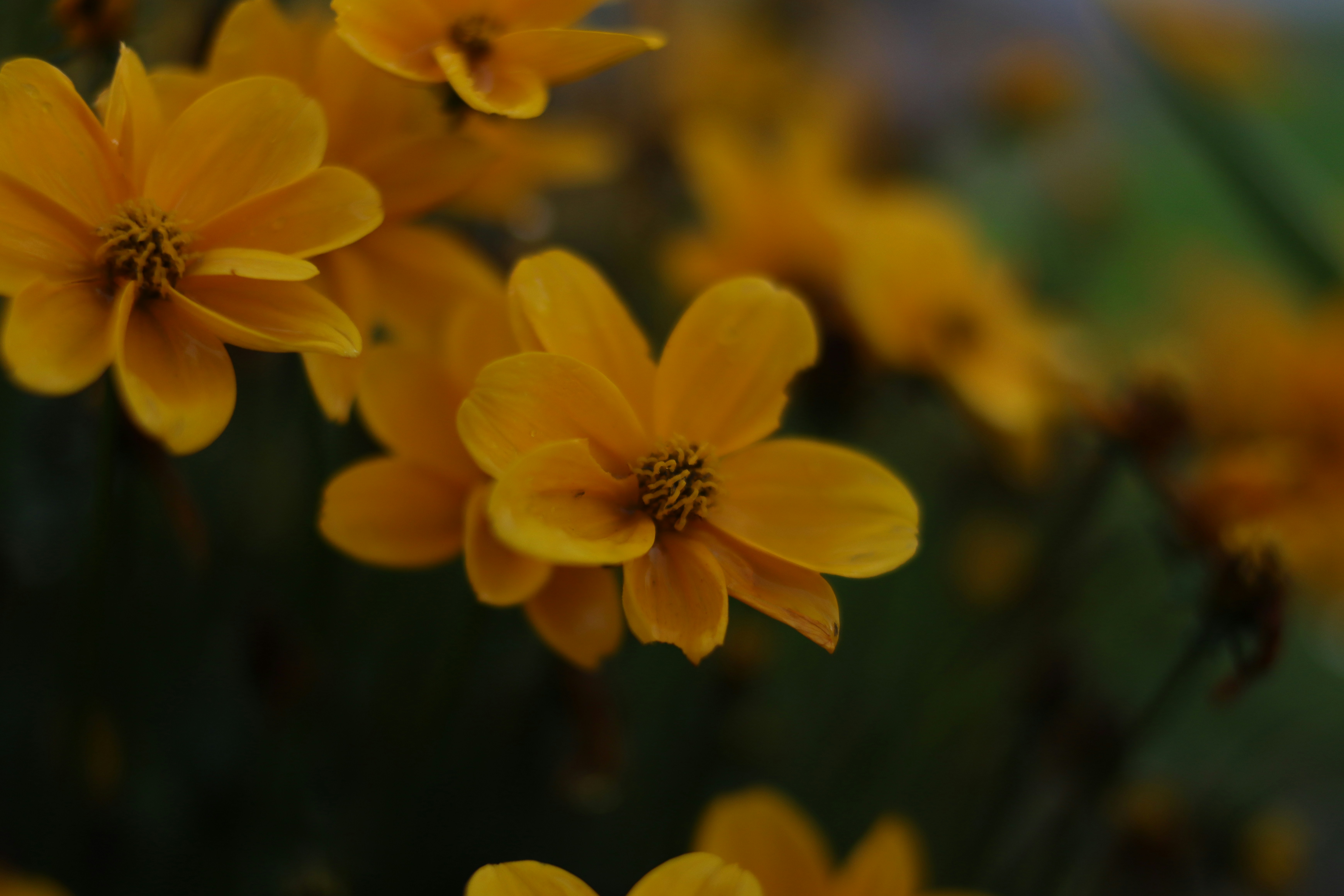 Photo by lisakvictor