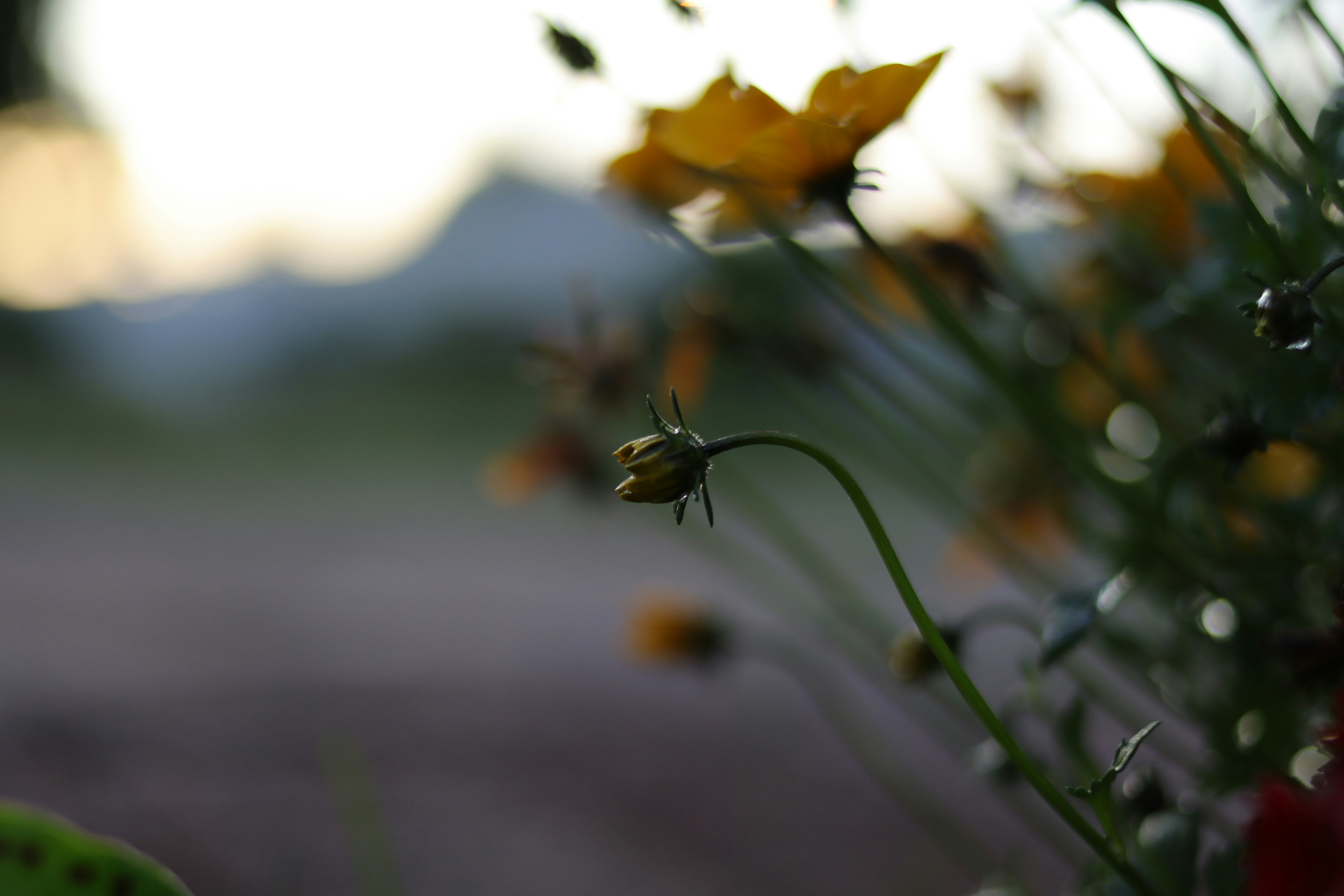 Photo by lisakvictor