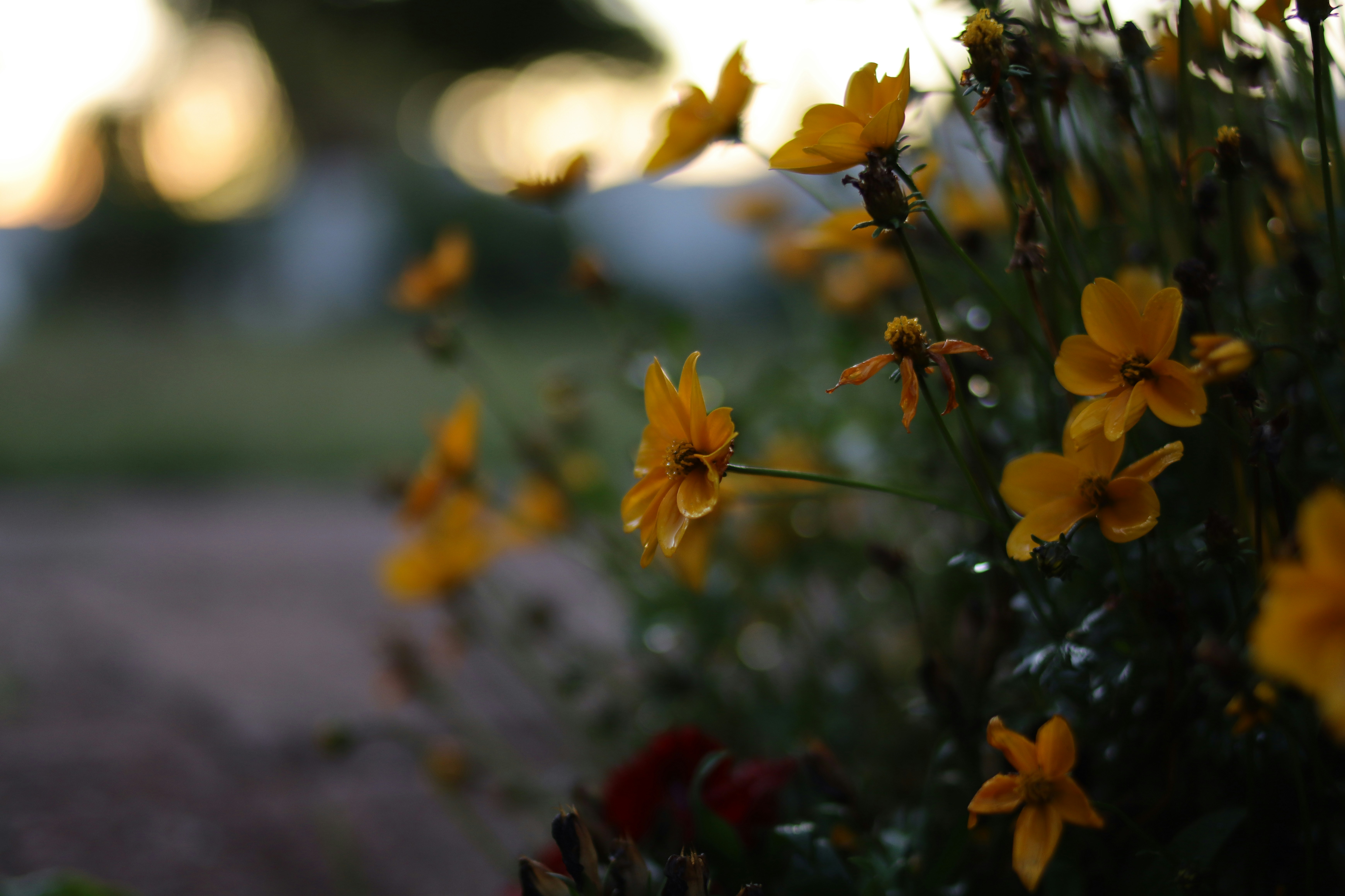 Photo by lisakvictor