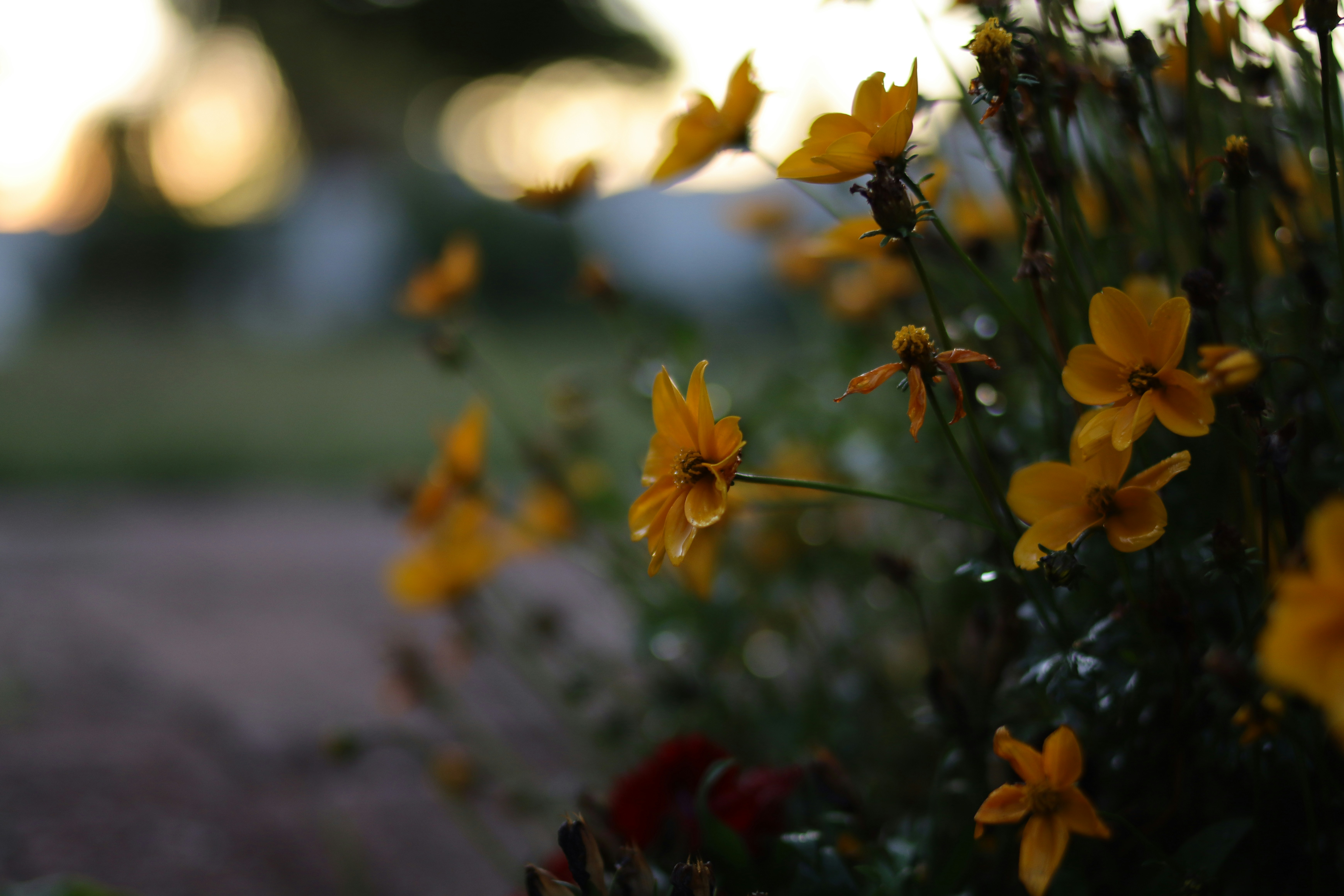 Photo by lisakvictor