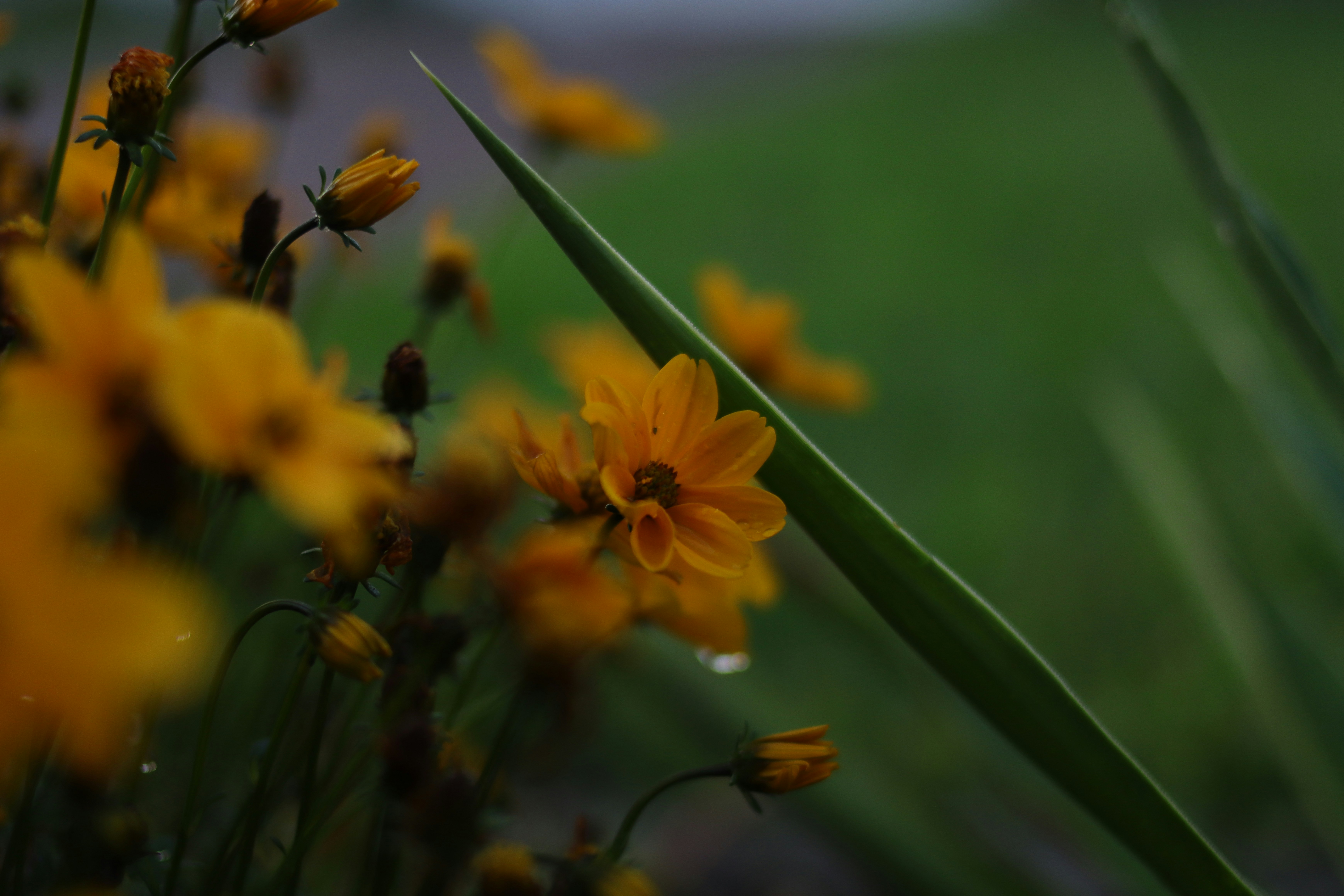 Photo by lisakvictor